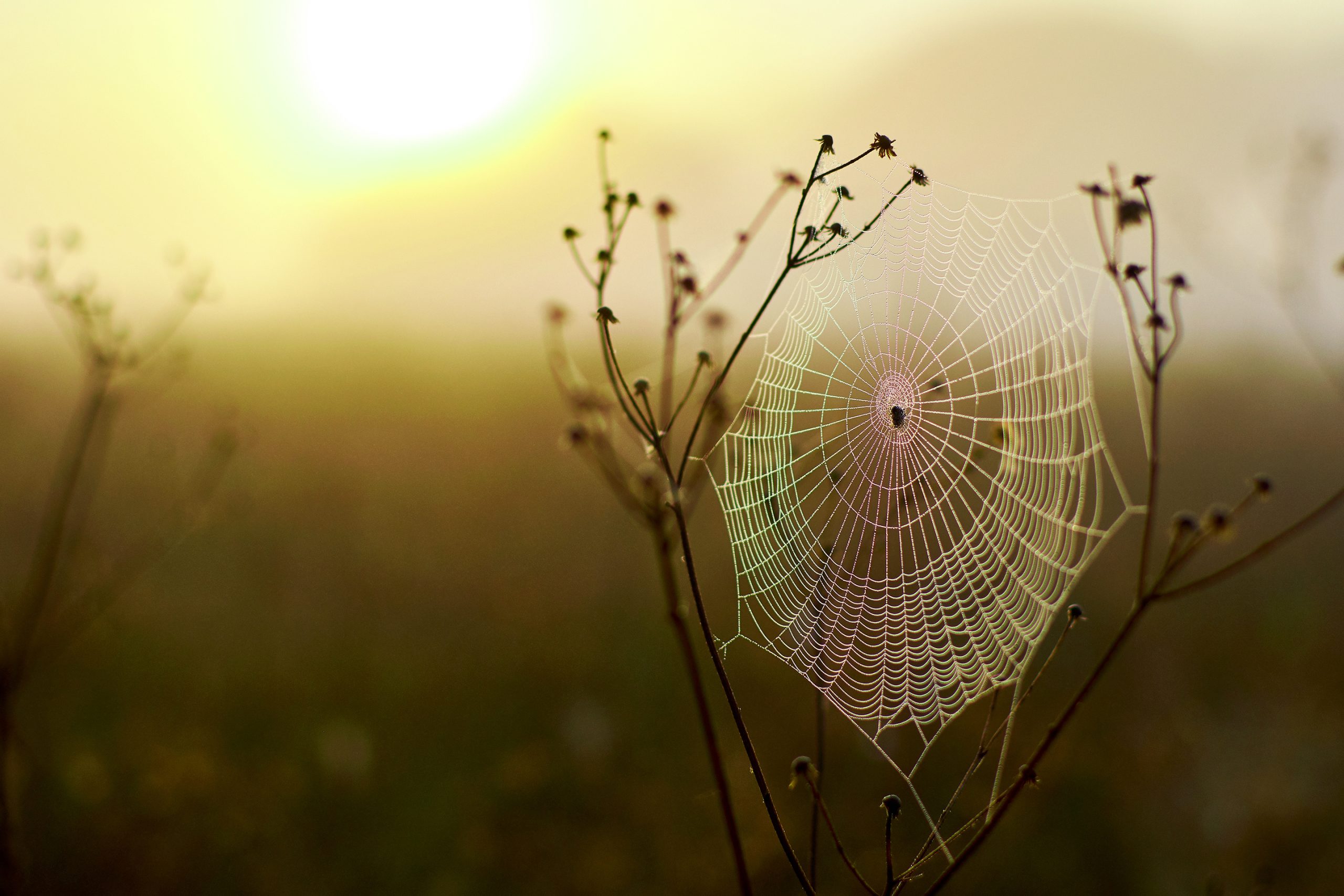 A spider web glistens in the sunrise
