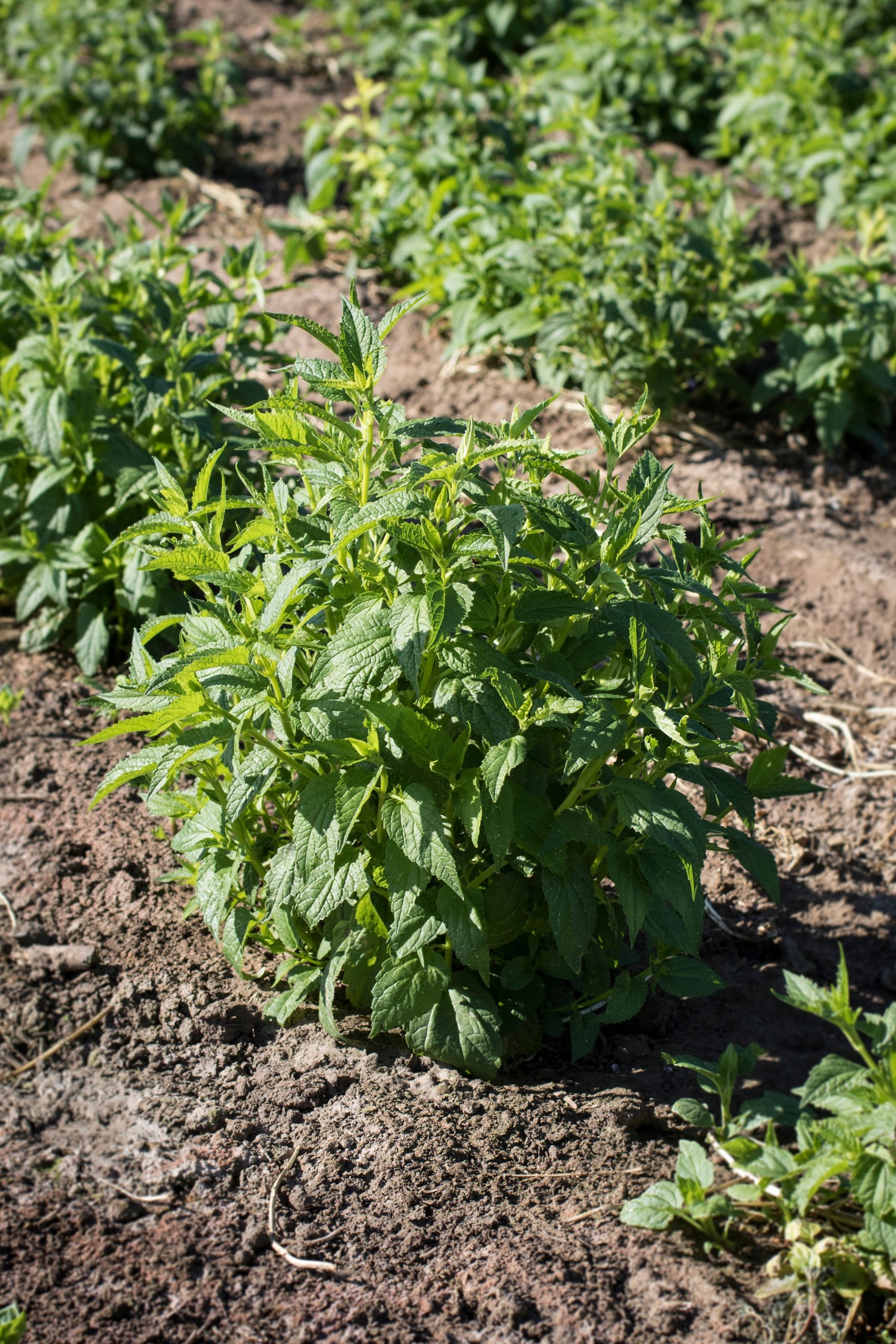 Organic skullcap growing fresh on the farm in dirt