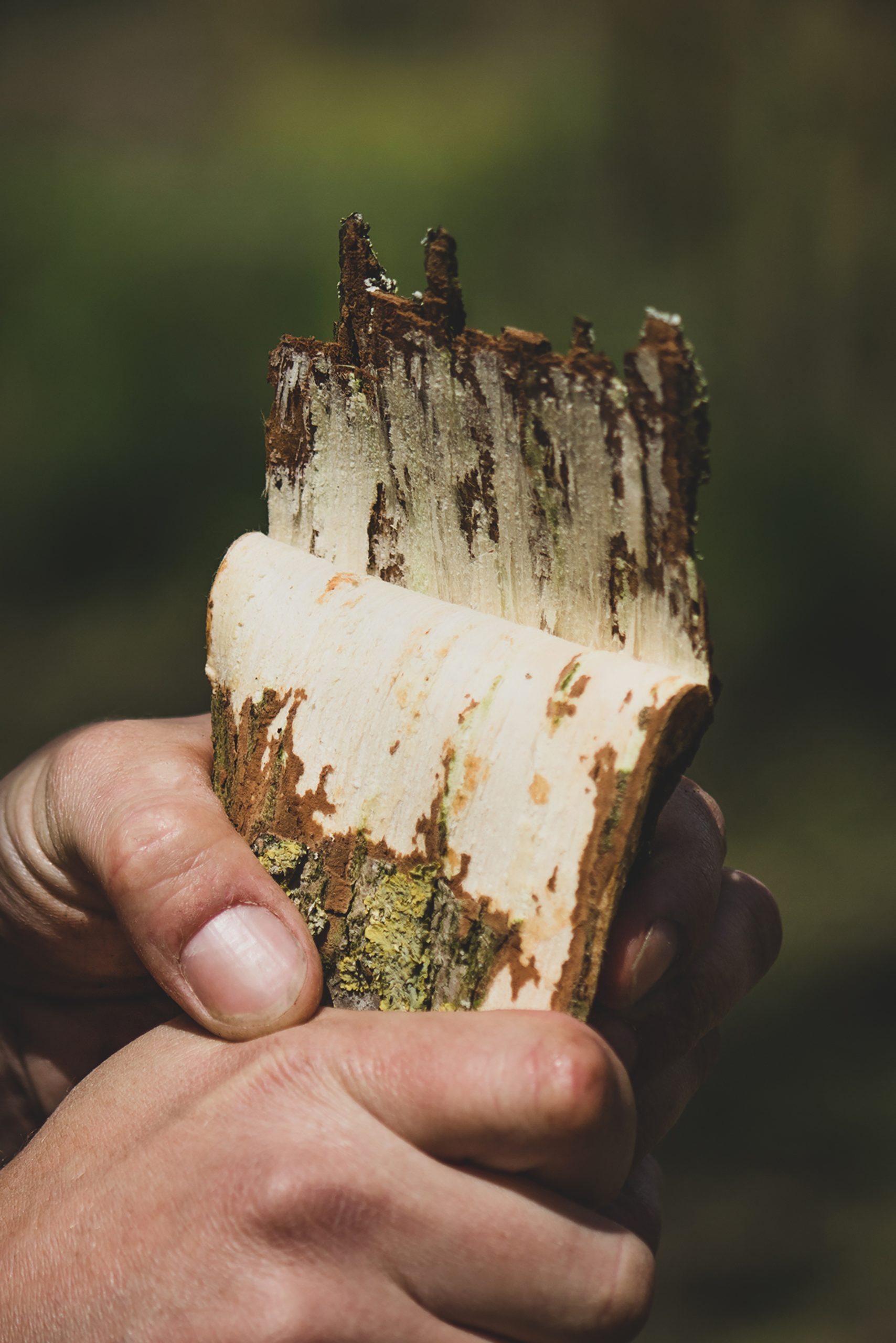 Slip elm bark being peeled back
