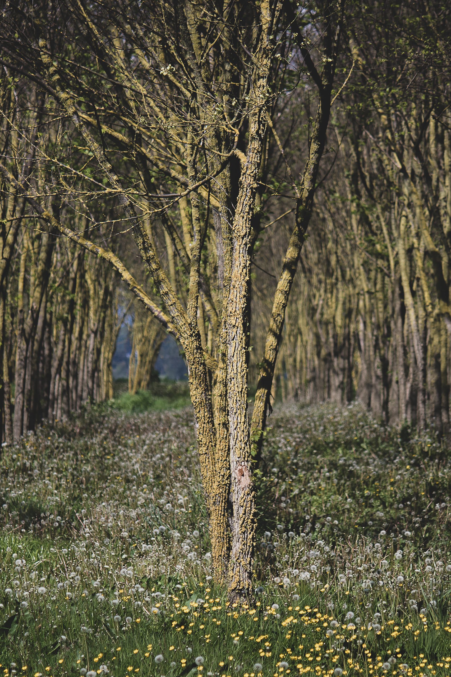 Slippery elm tree grove