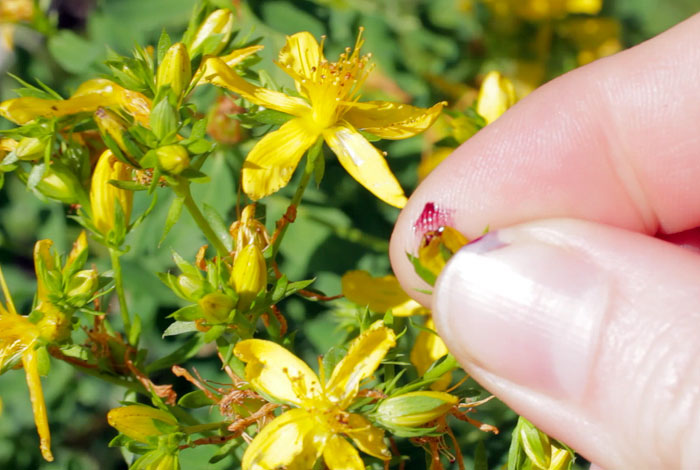 New in the Shop: St. John's Wort Powder