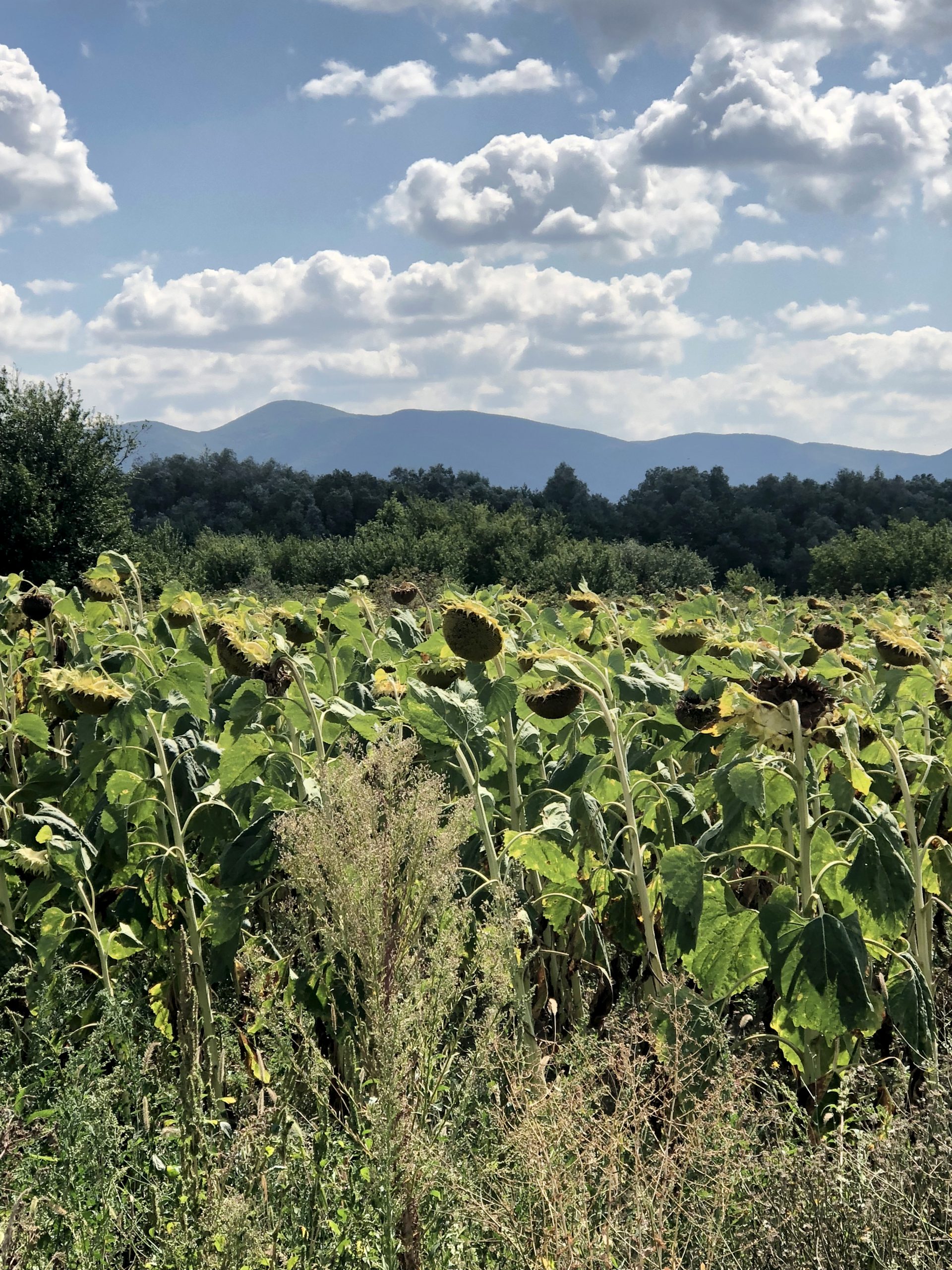 Patch of sunflowers in a field with mountains in background. 