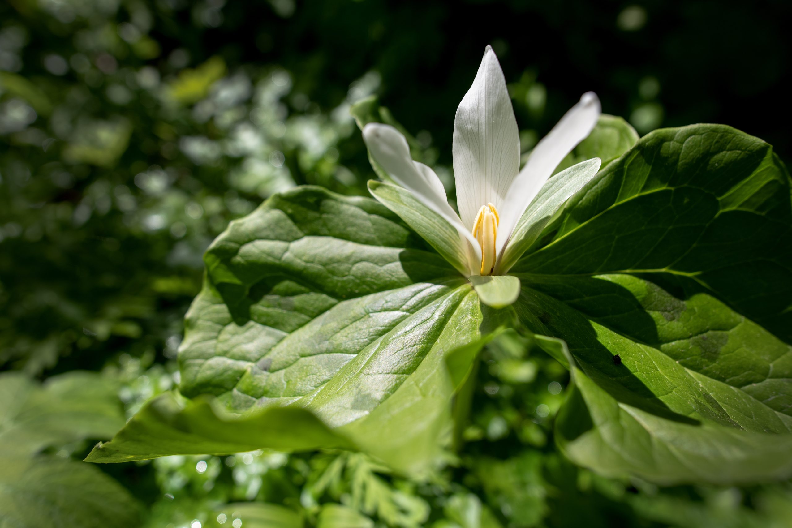 trillium
