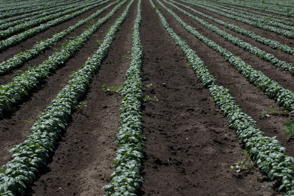 Northwest Summer Crop Report