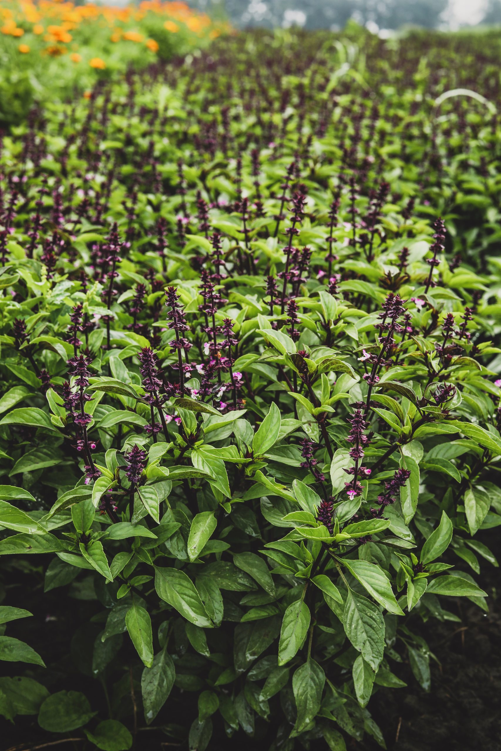 Cultivated herbs in bloom