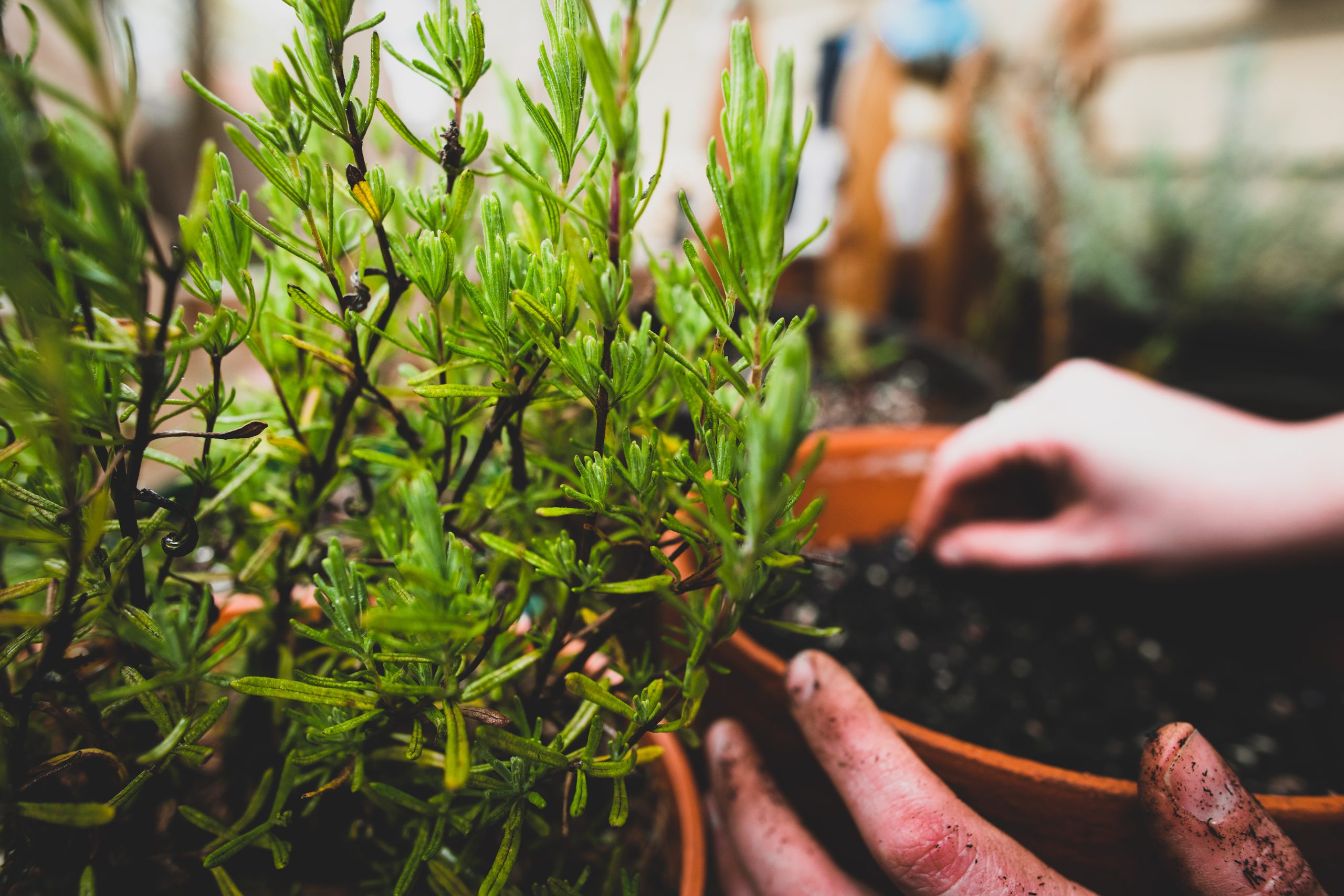 Planting rosemary in pots