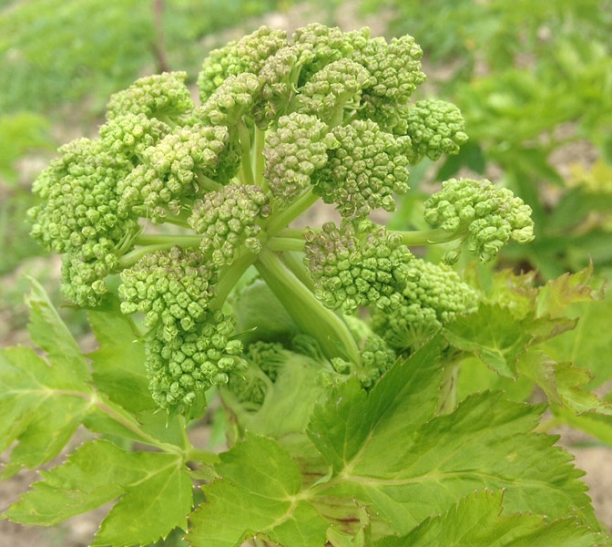 cultivation-of-precious-plants-4