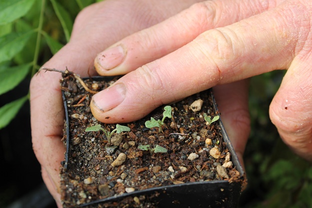 Seed sprouts in dirt in small start container Seed sprouts in dirt in small start container