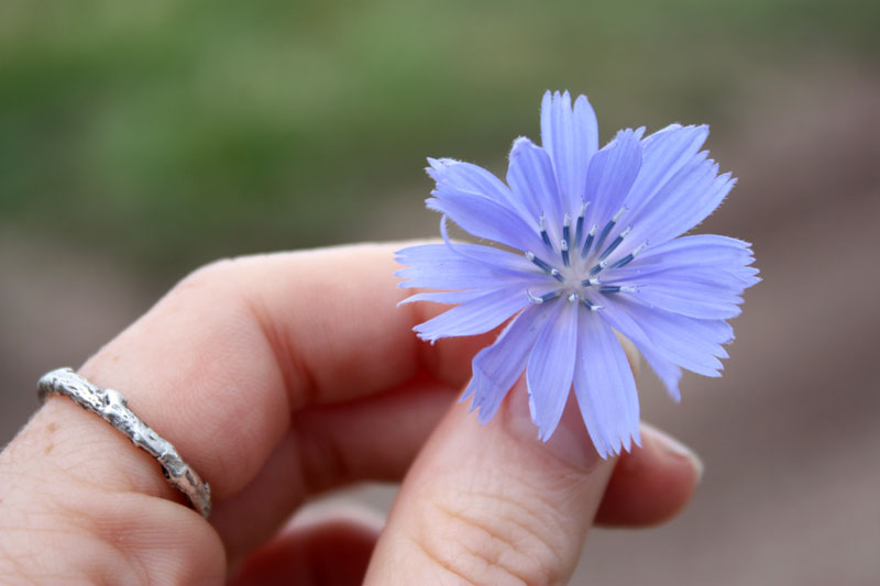 hrrChicory13