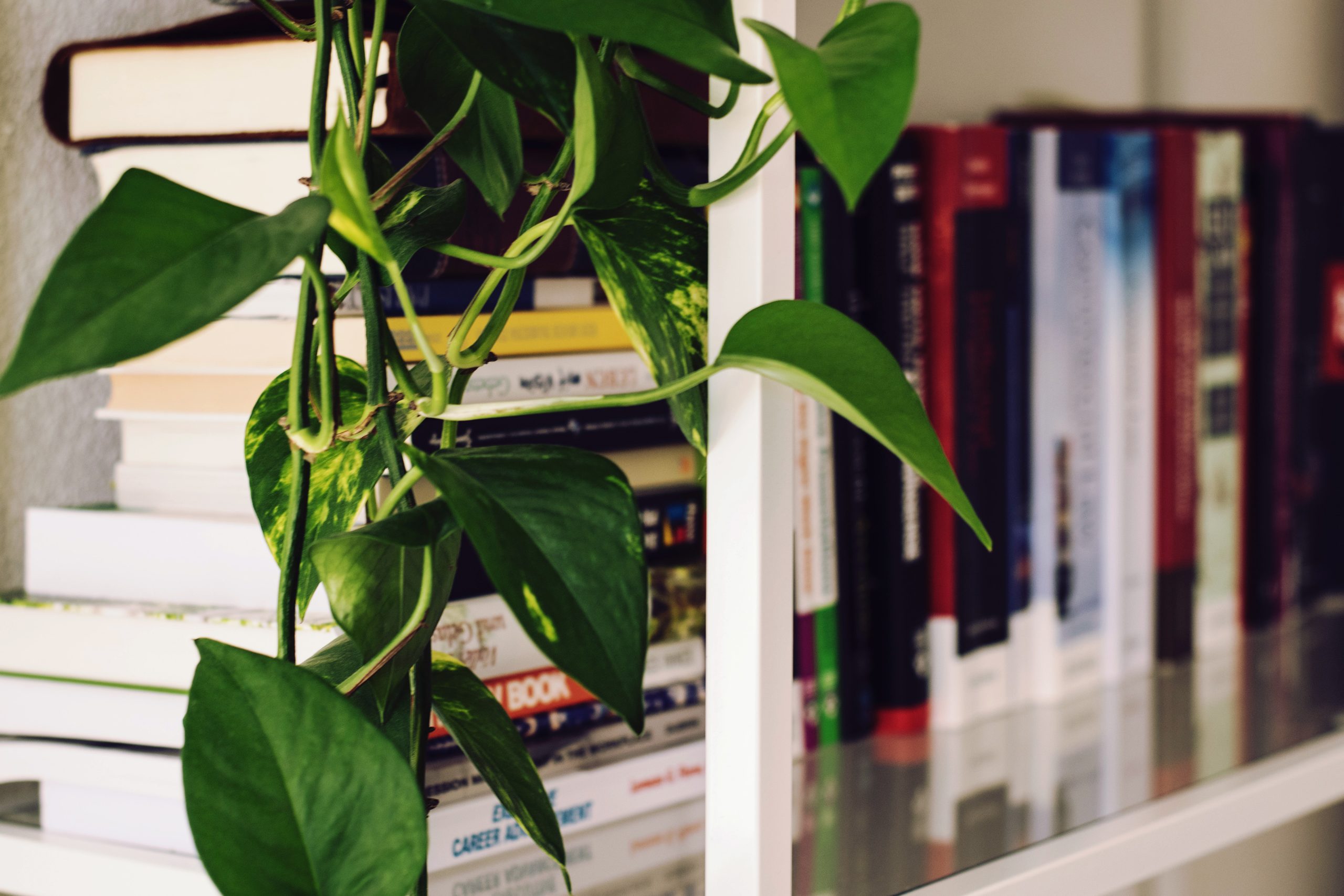 Bookshelf full of resource texts on medical advice and herbalism. Hanging vine in the foreground. 