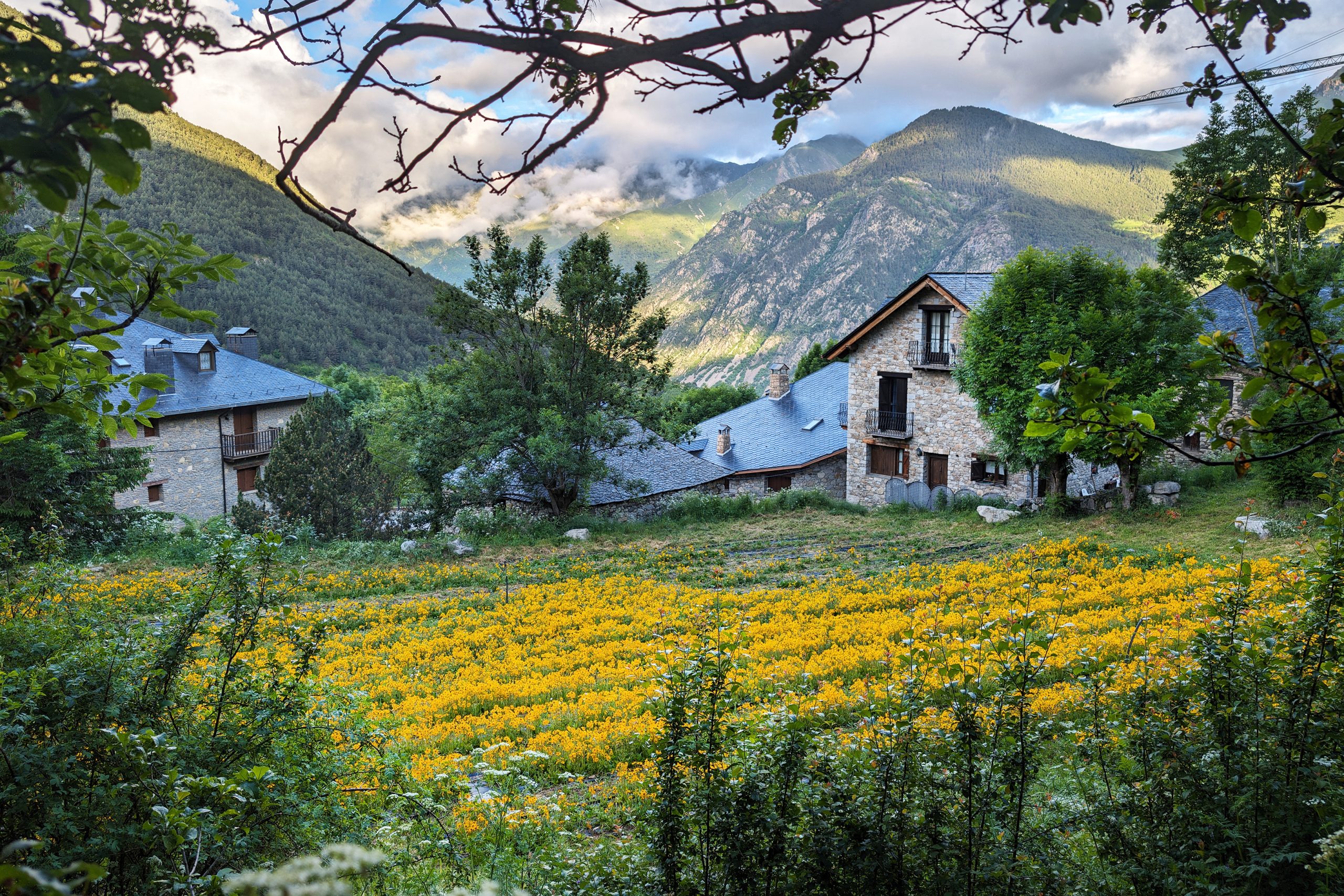 A field of arnica flowers tucked amongst farm buisdings 