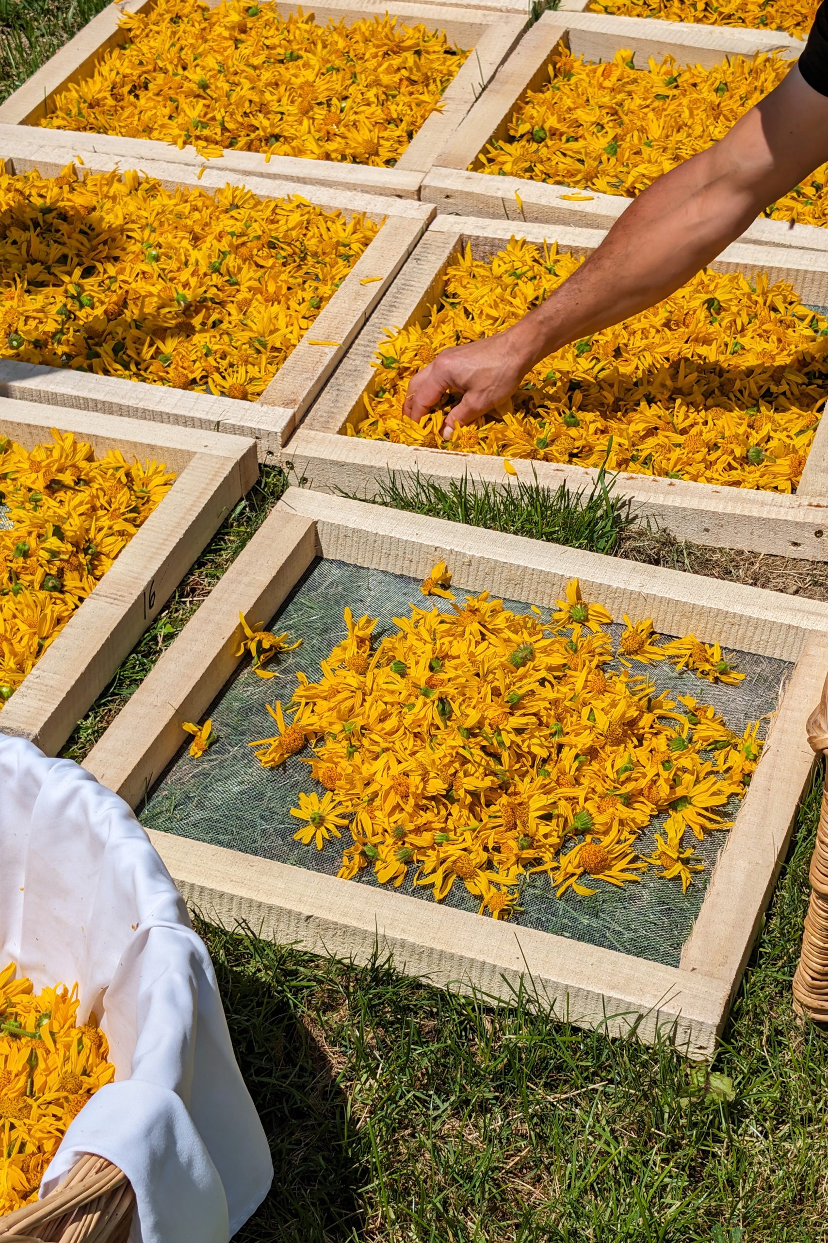 Freshly harvested arnica flowers laying out on drying racks in the sun