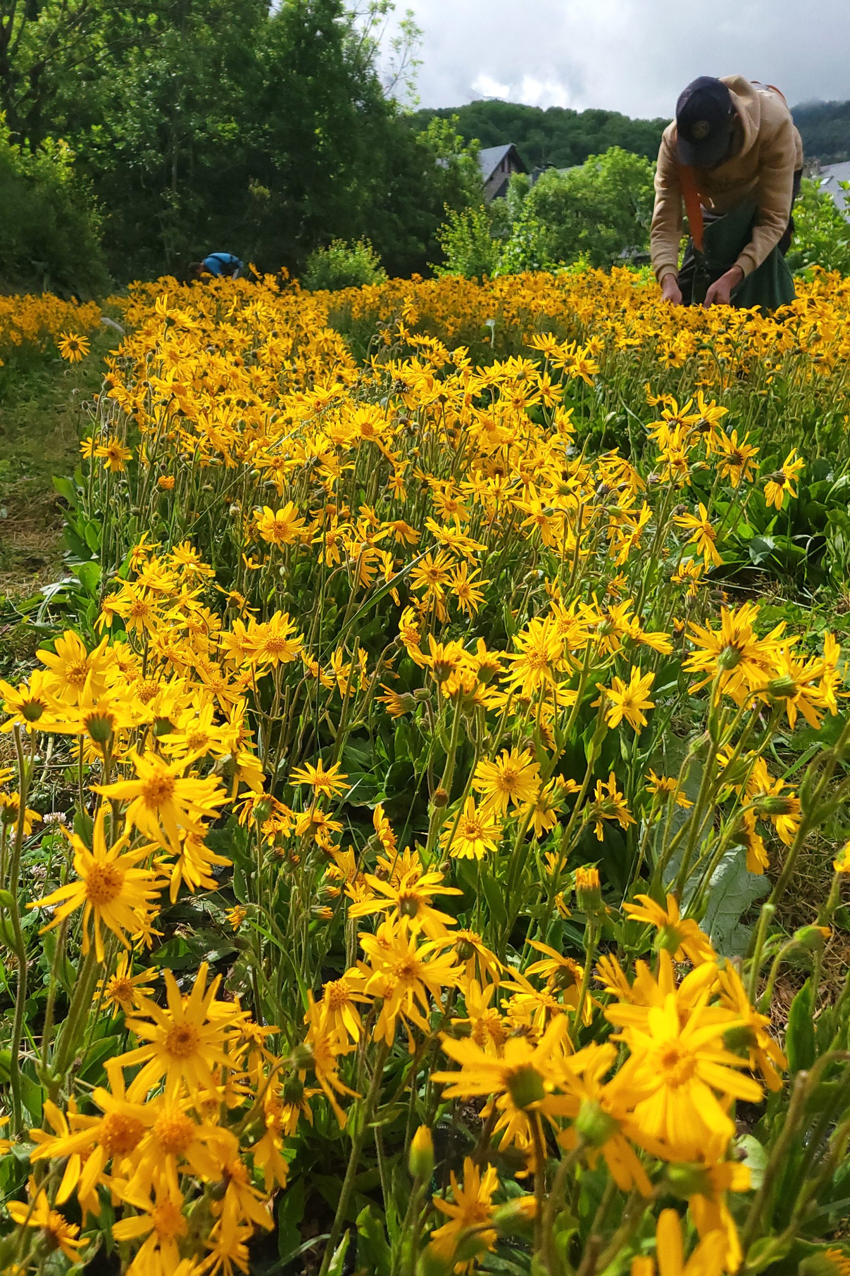 Farmers hand picking arnica flowers