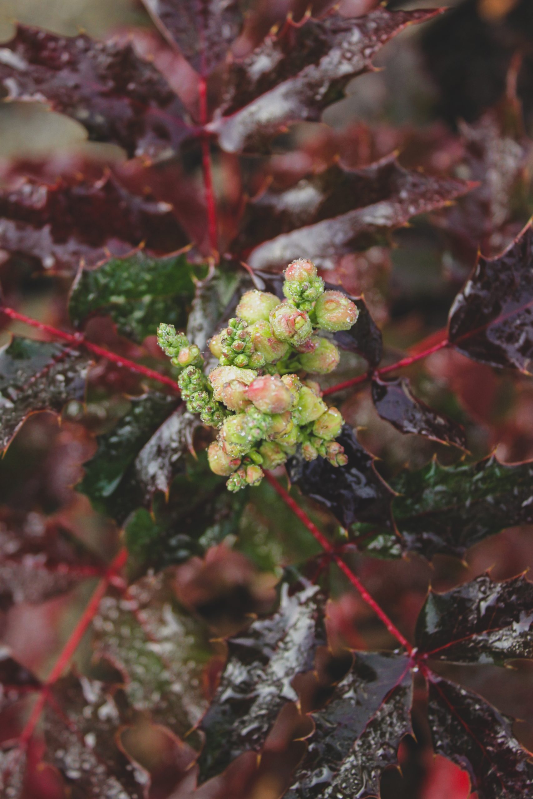Oregon grape in bloom