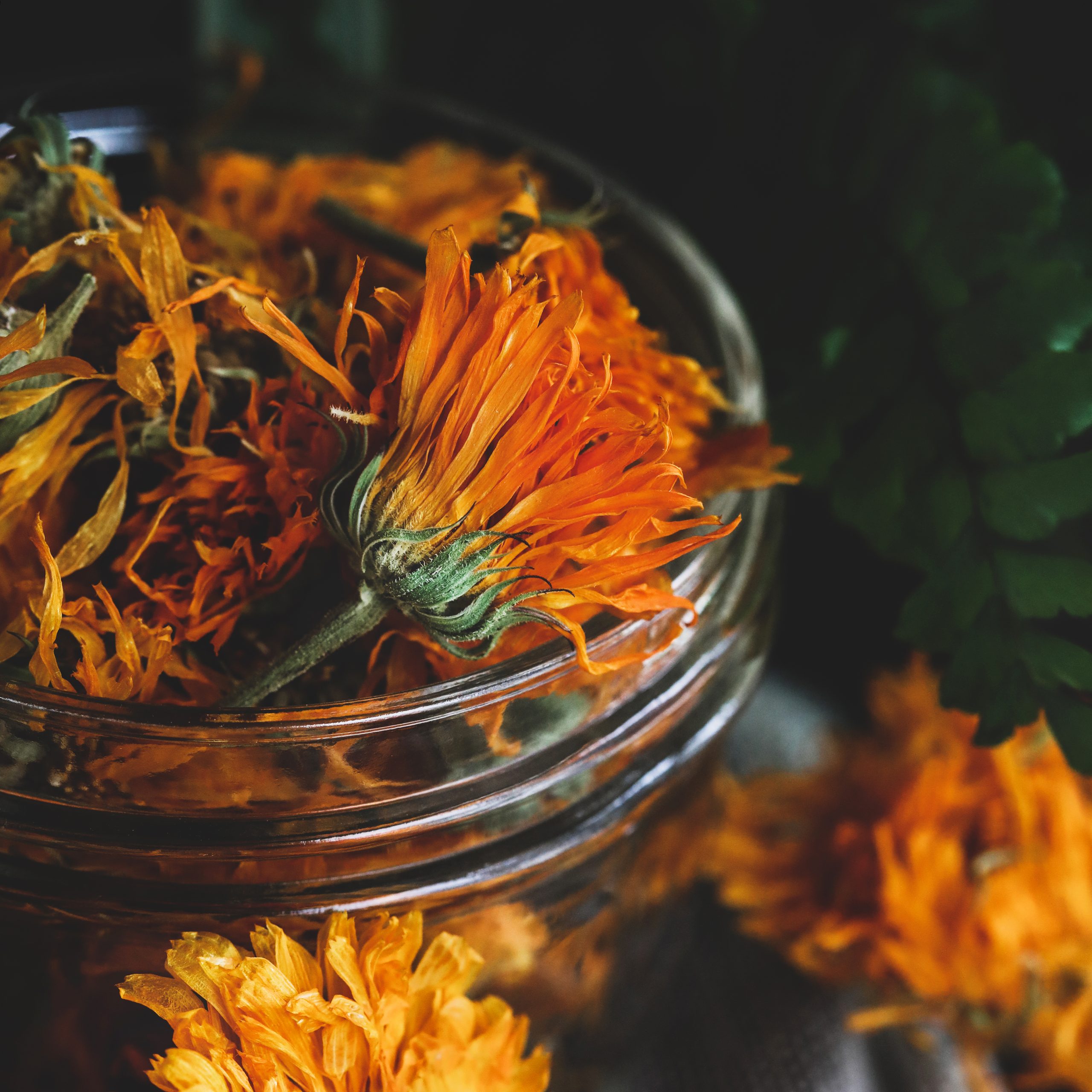Calendula flower in a bowl- close up image. 