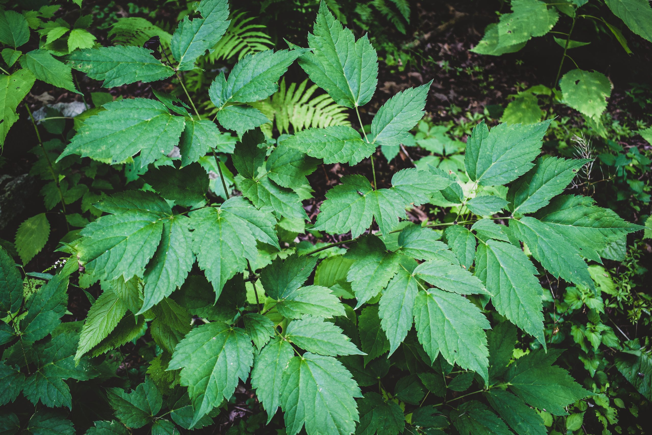 Wild black cohosh