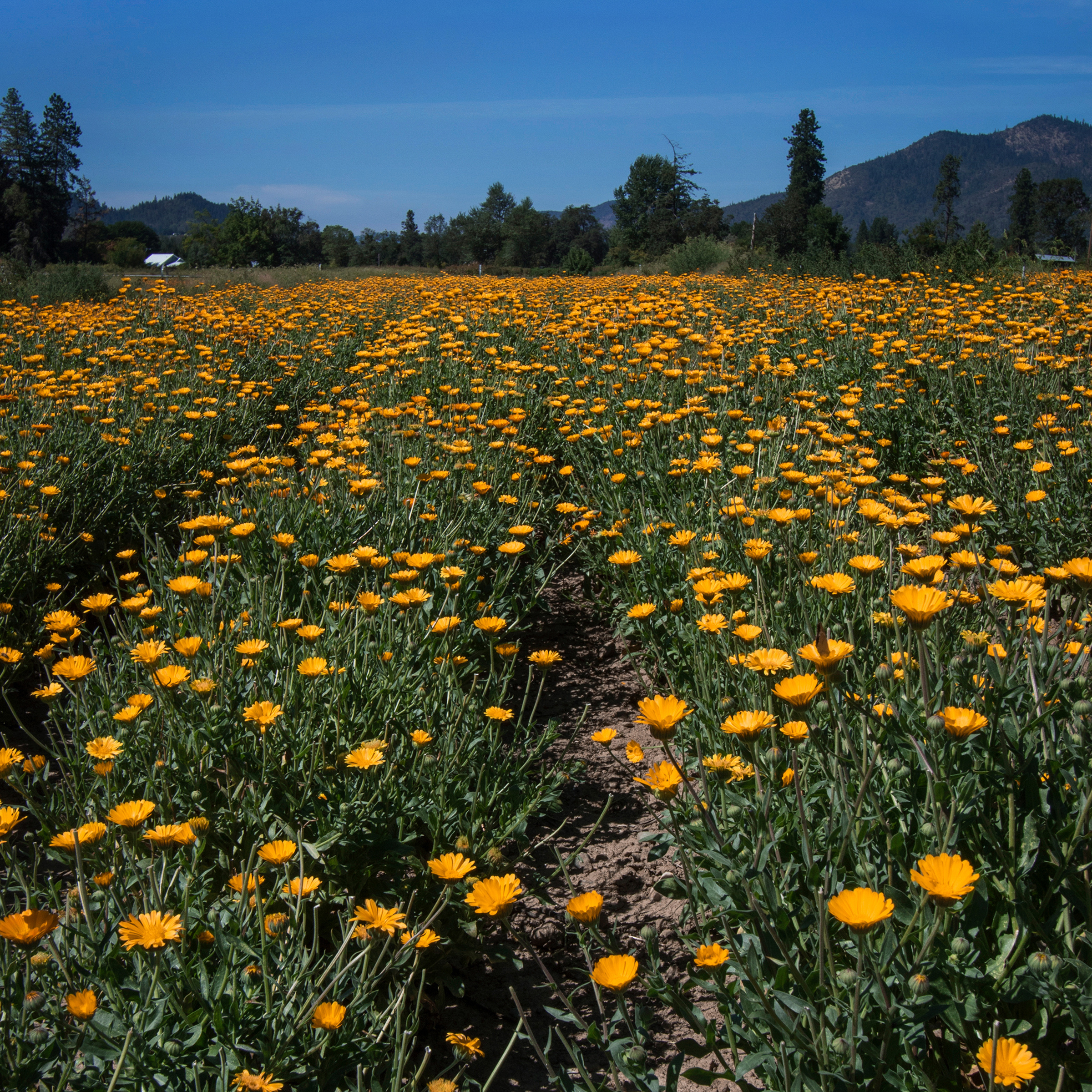 Rows of flowering calendula plants under a blue sky
