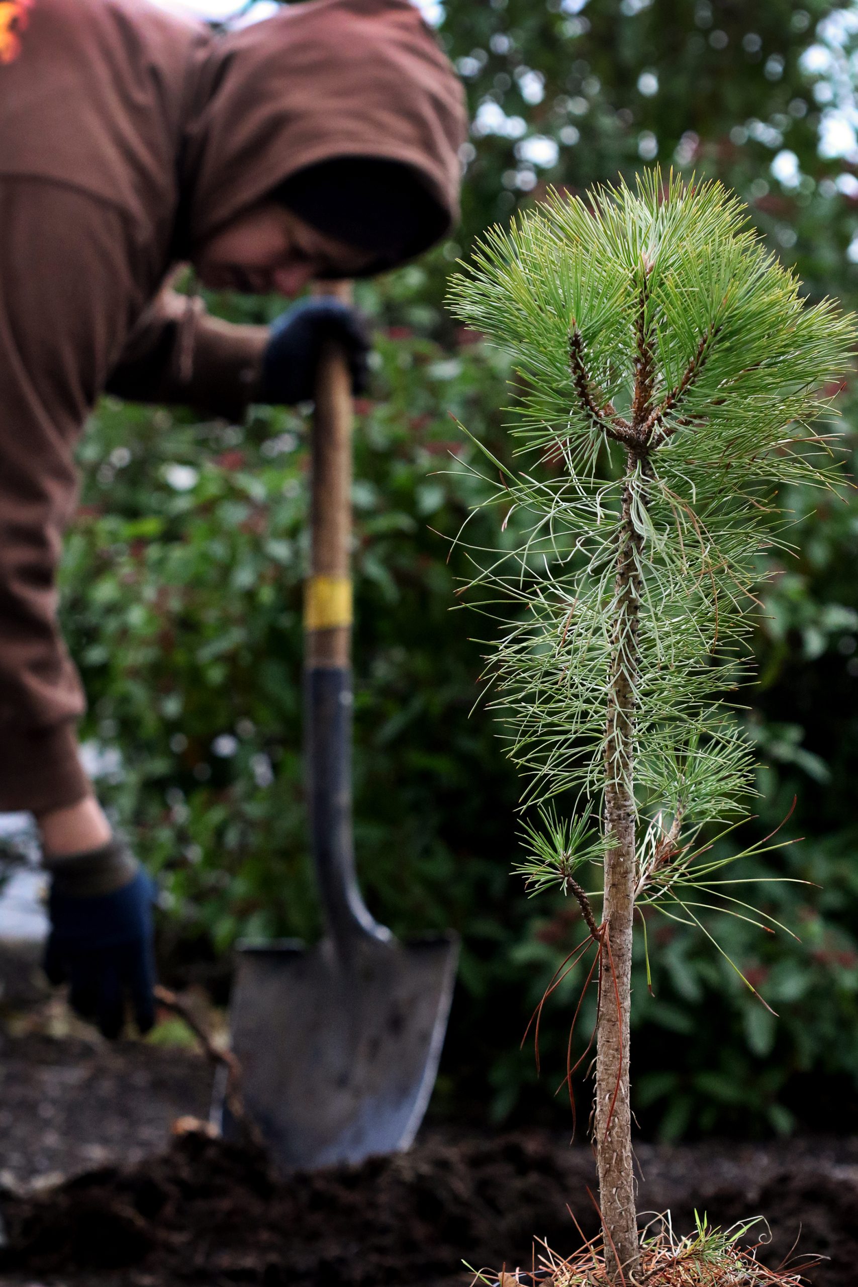 Carbon Offset Ponderosa Planting