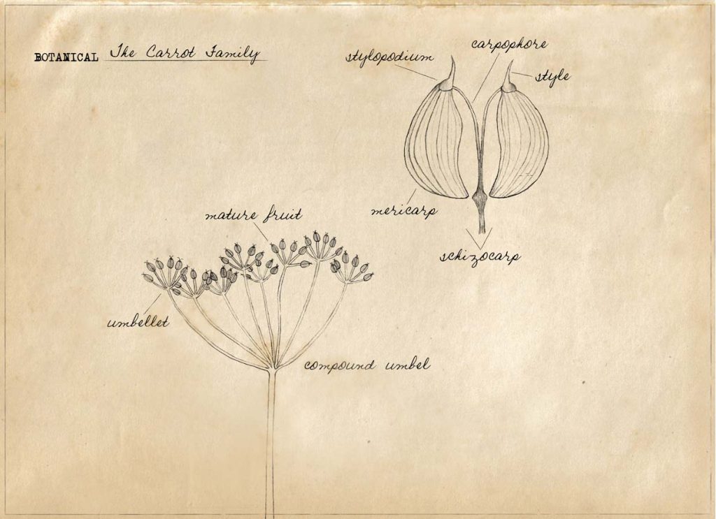 Botany: Carrot Family