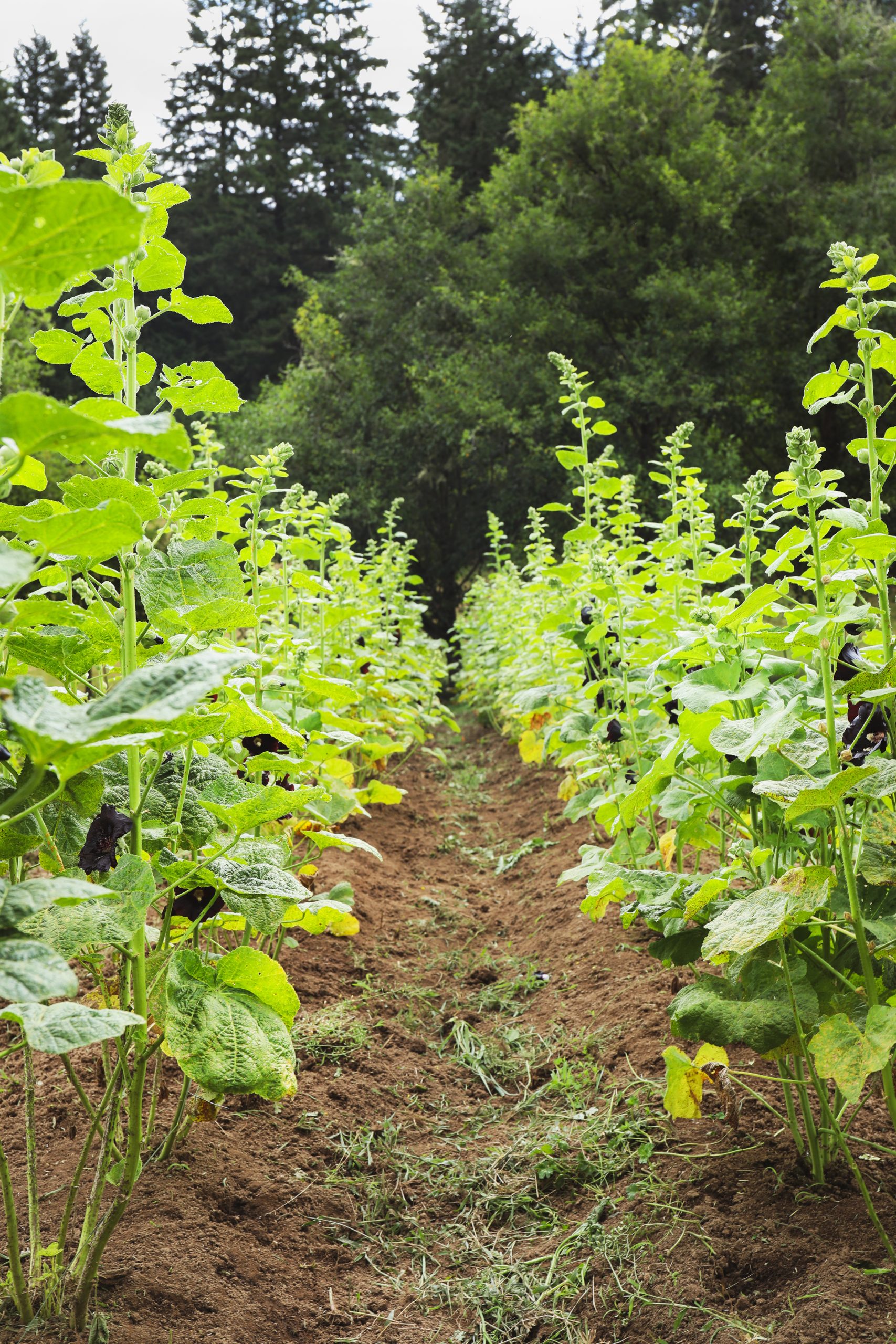 Rows of herbs growing
