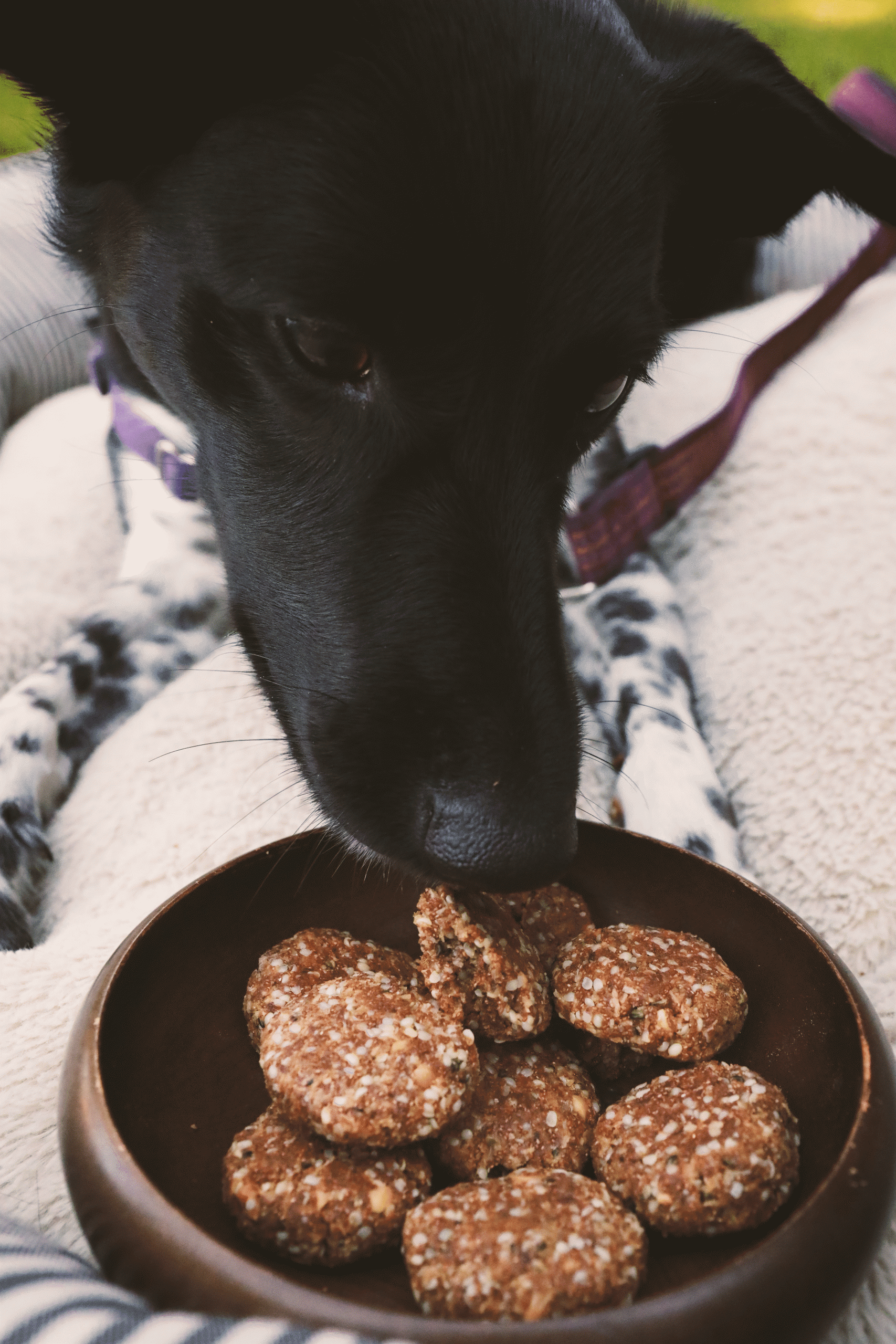Dog smelling a bowl of homemade treats