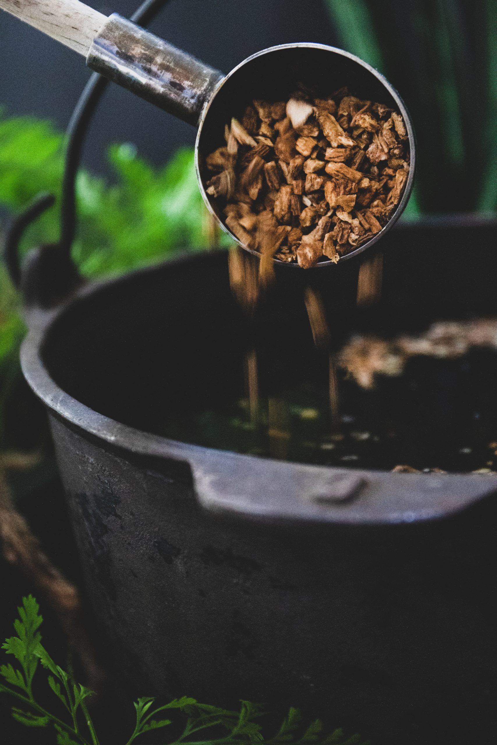 Dried chaga mushroom pieces being poured in a pot.