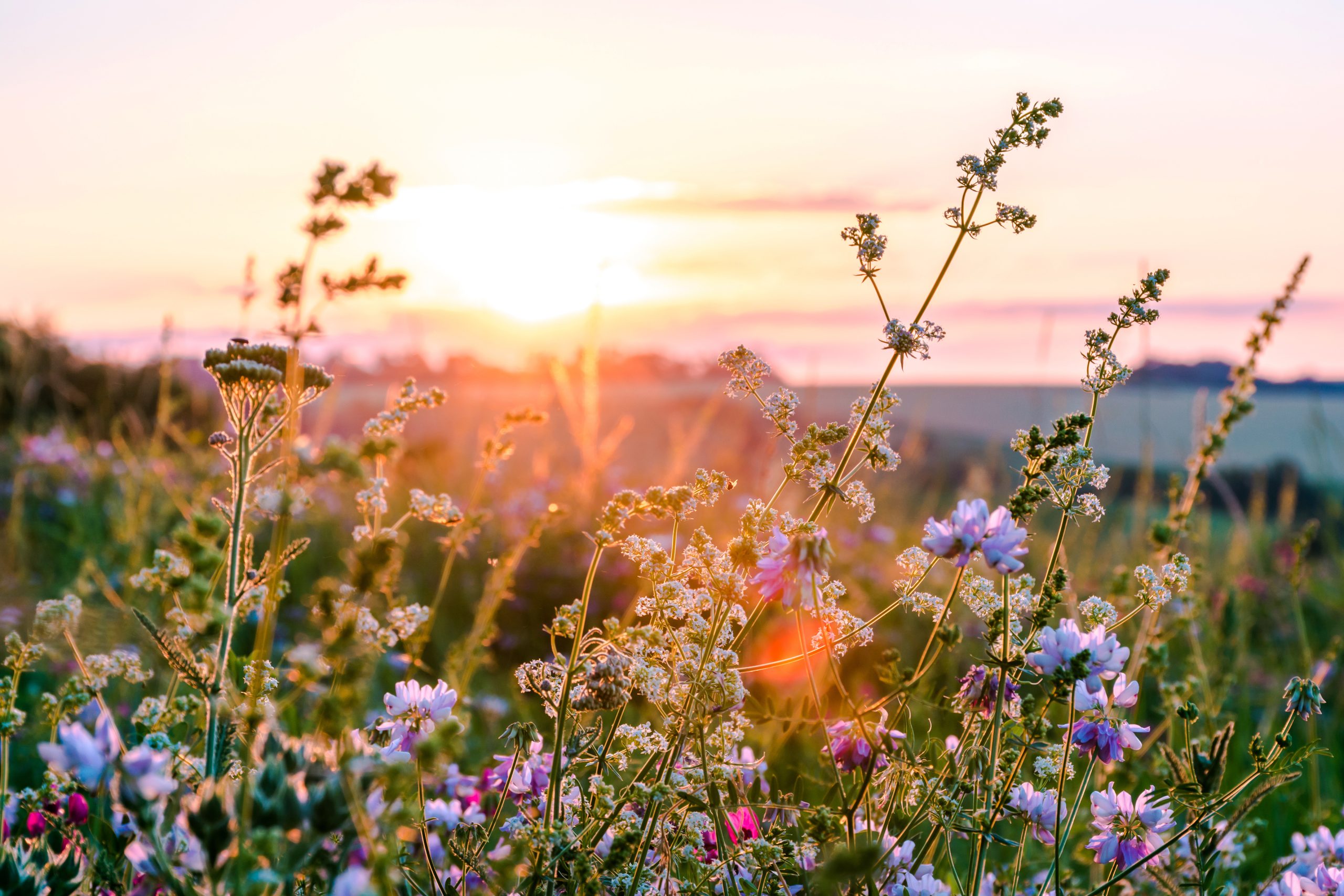 Wildflowers in bloom