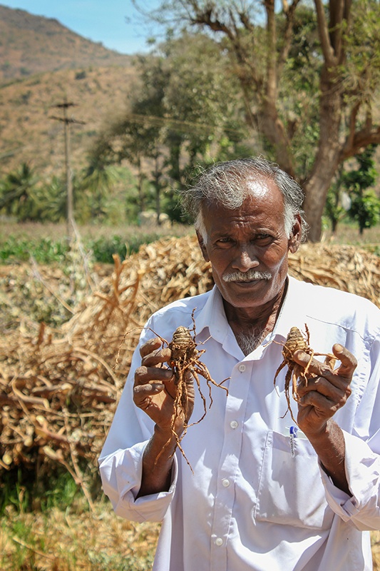Man holding up two of his freshly harvested organic turmeric roots.