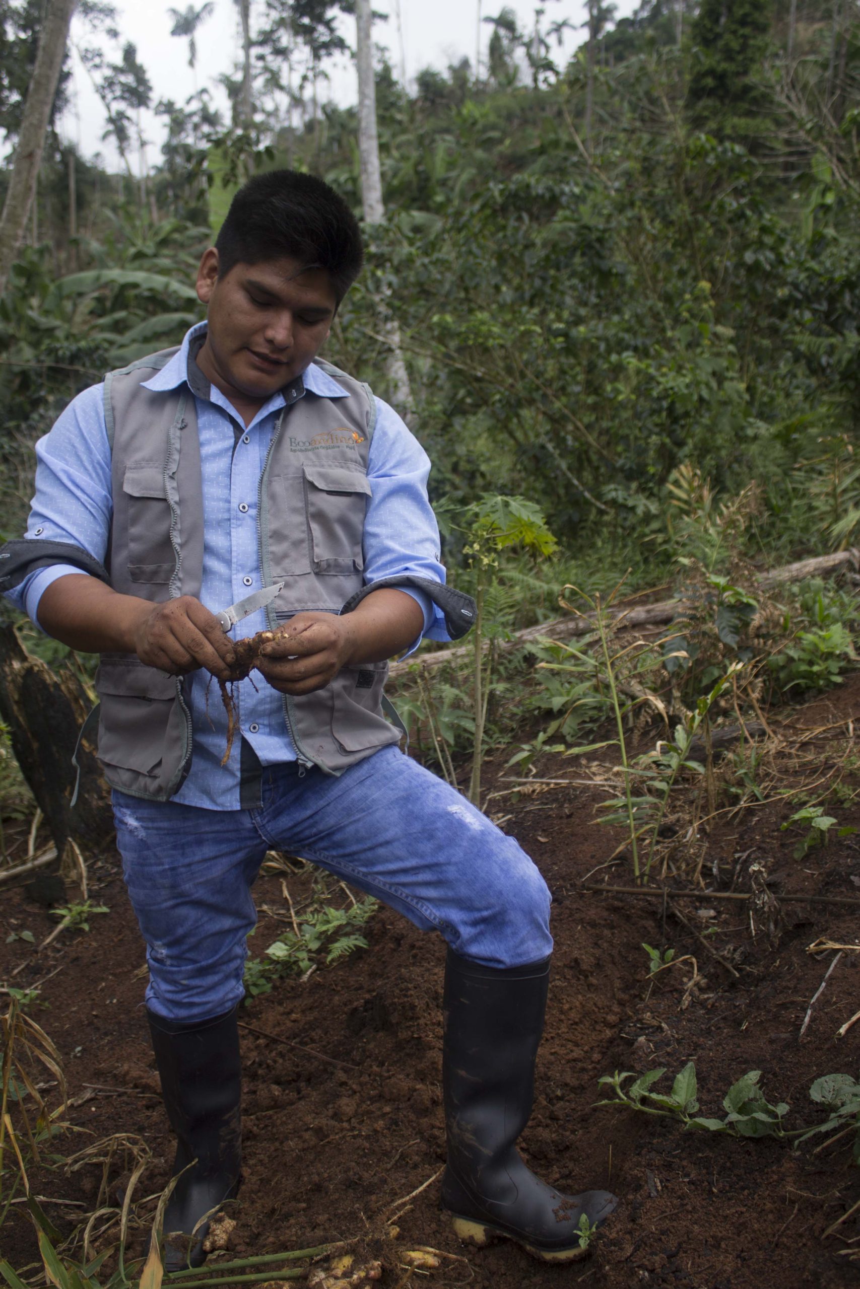 Ginger farmer in Peru examining freshly harvested ginger in the field