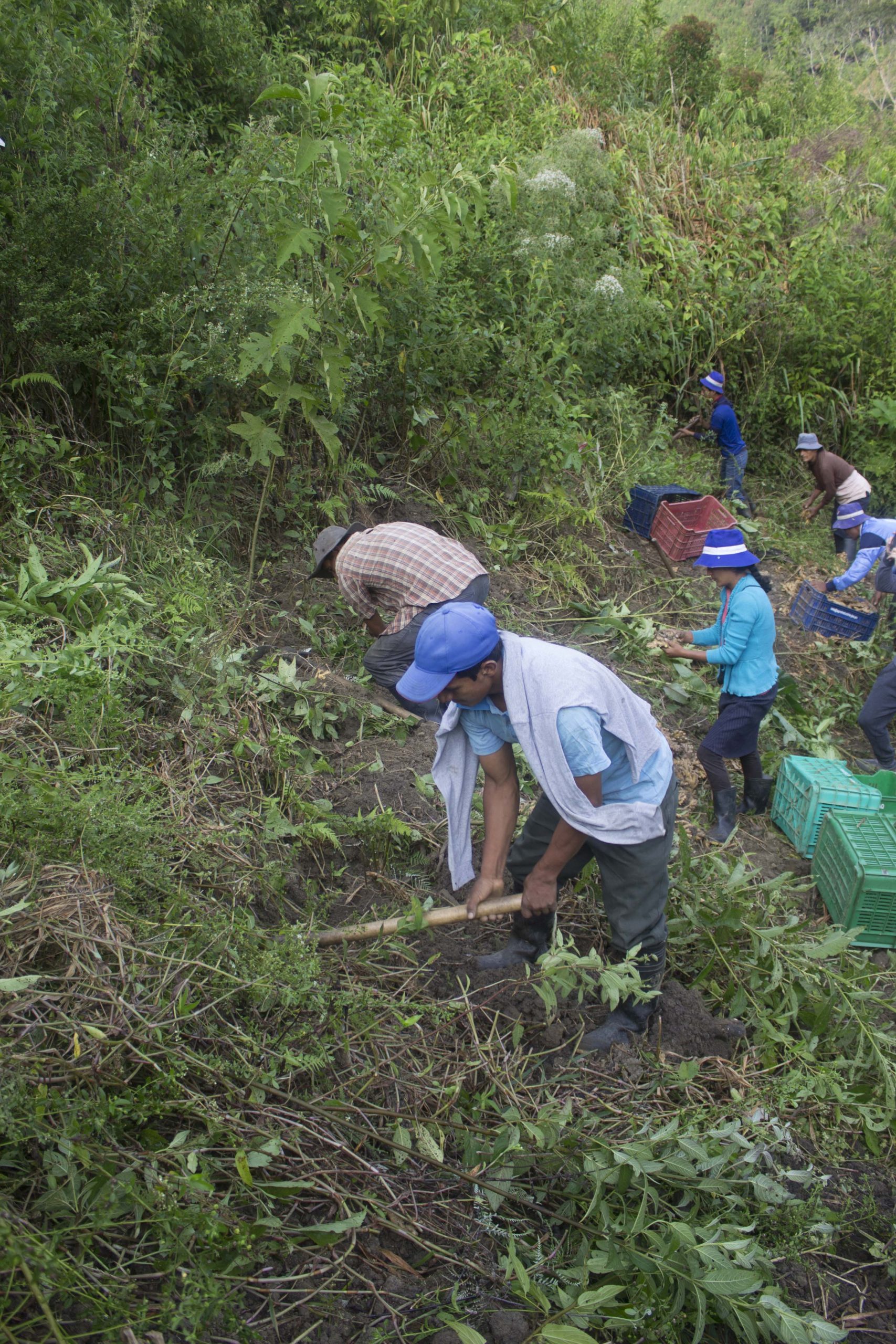 Our farmers with tools harvesting organic ginger on hillside of Peruvian mountains