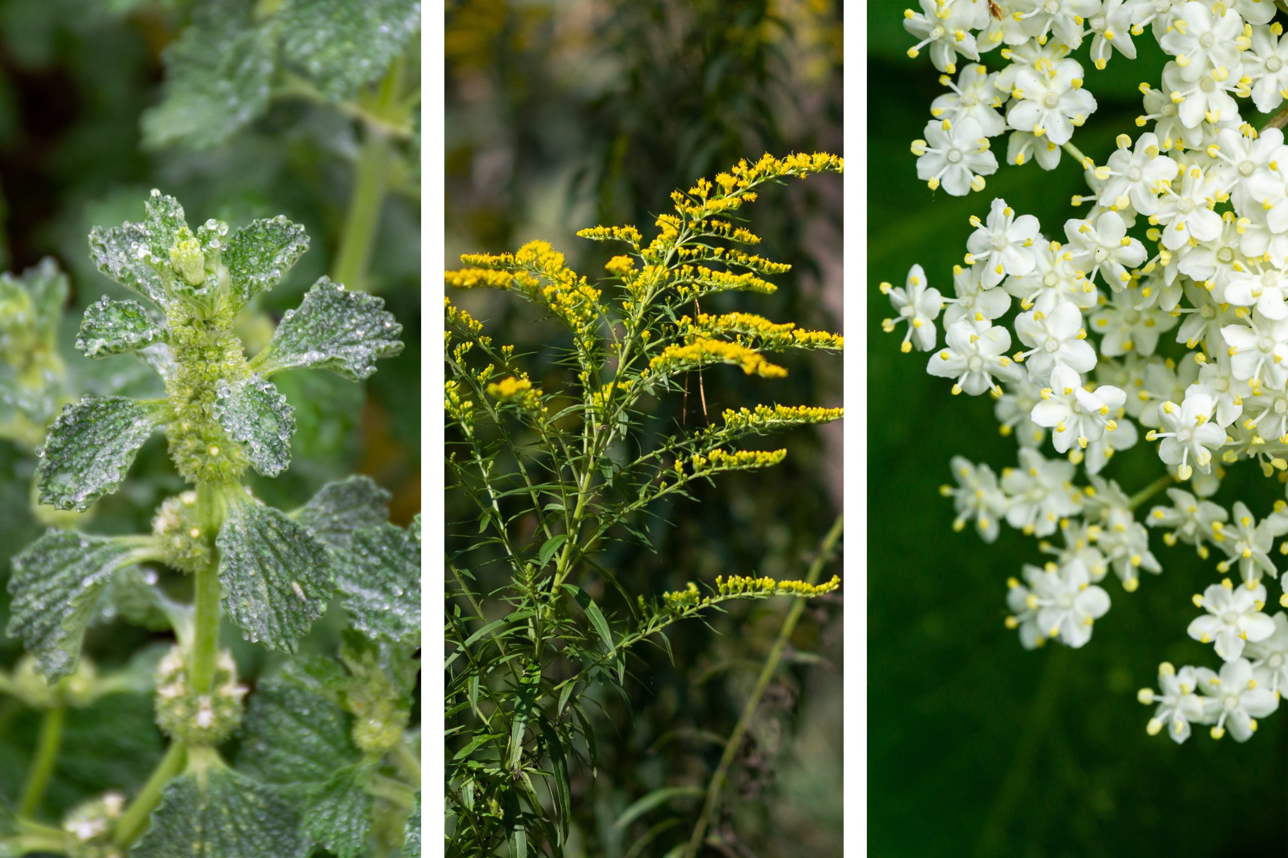 Horehound, goldenrod, and elder flowers growing and in bloom