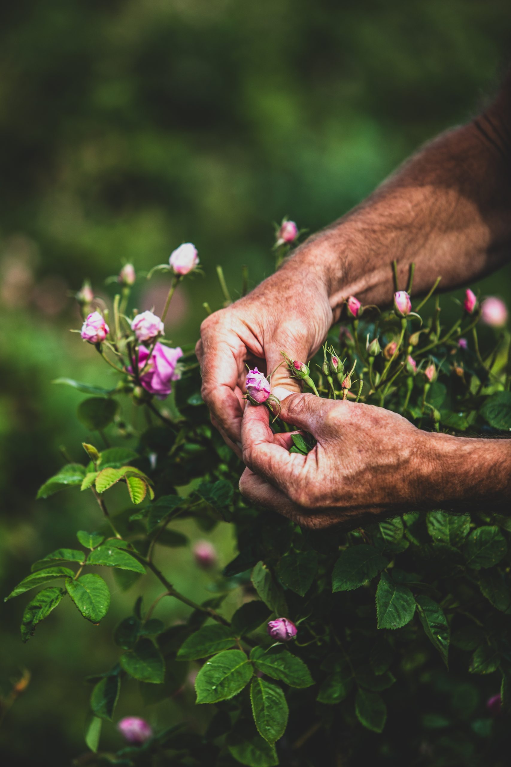 A pink rose bud is inspected 