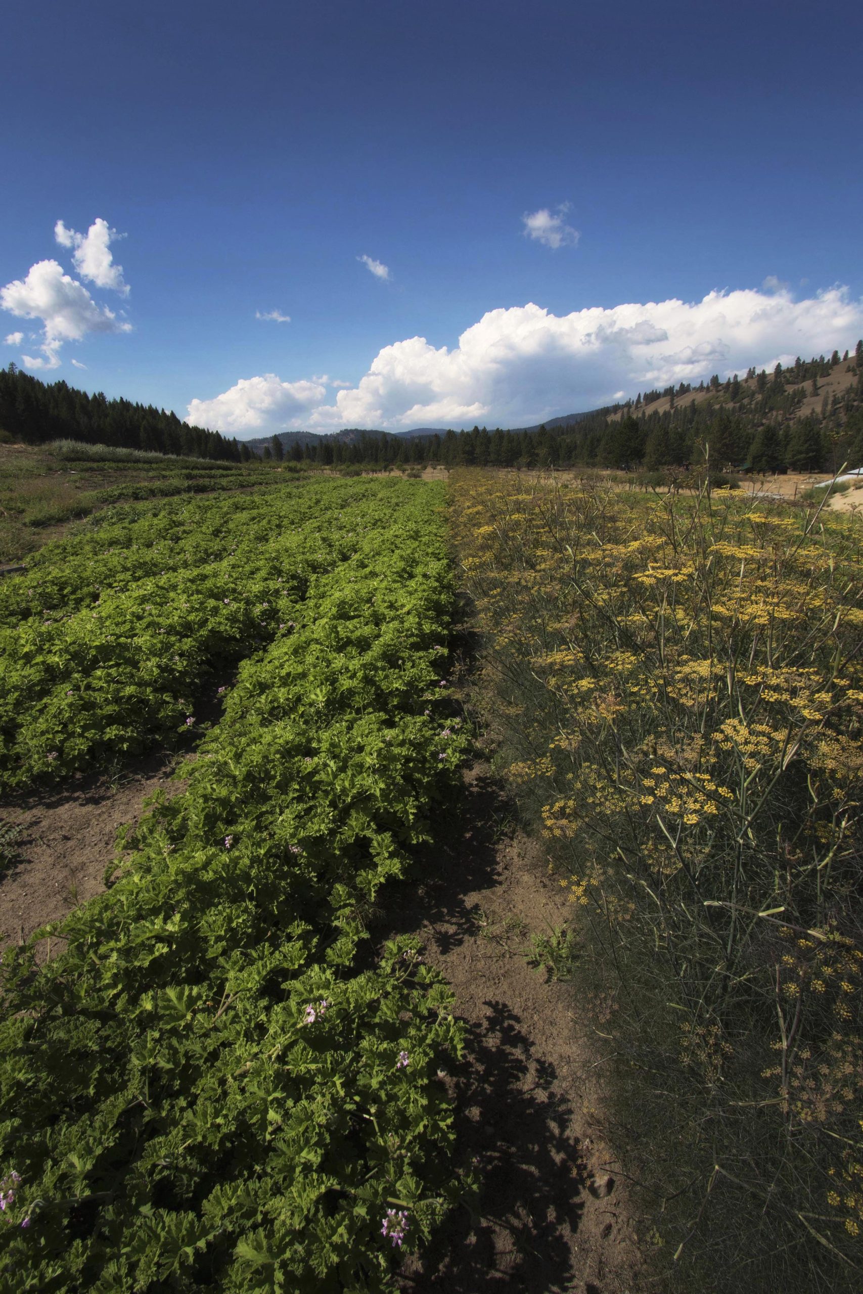 A beautiful view of an organic farm