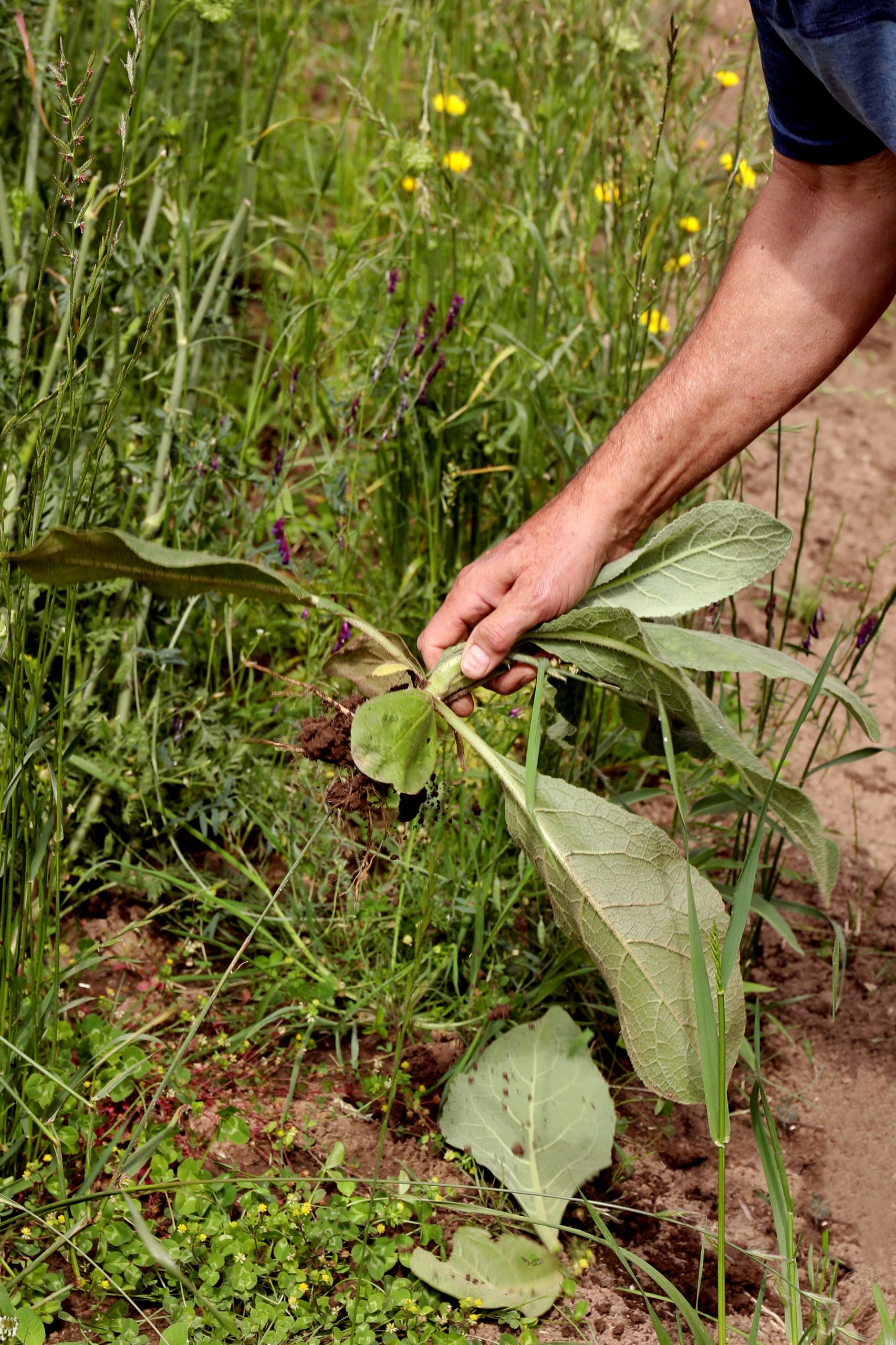 Hand pulling root from ground.