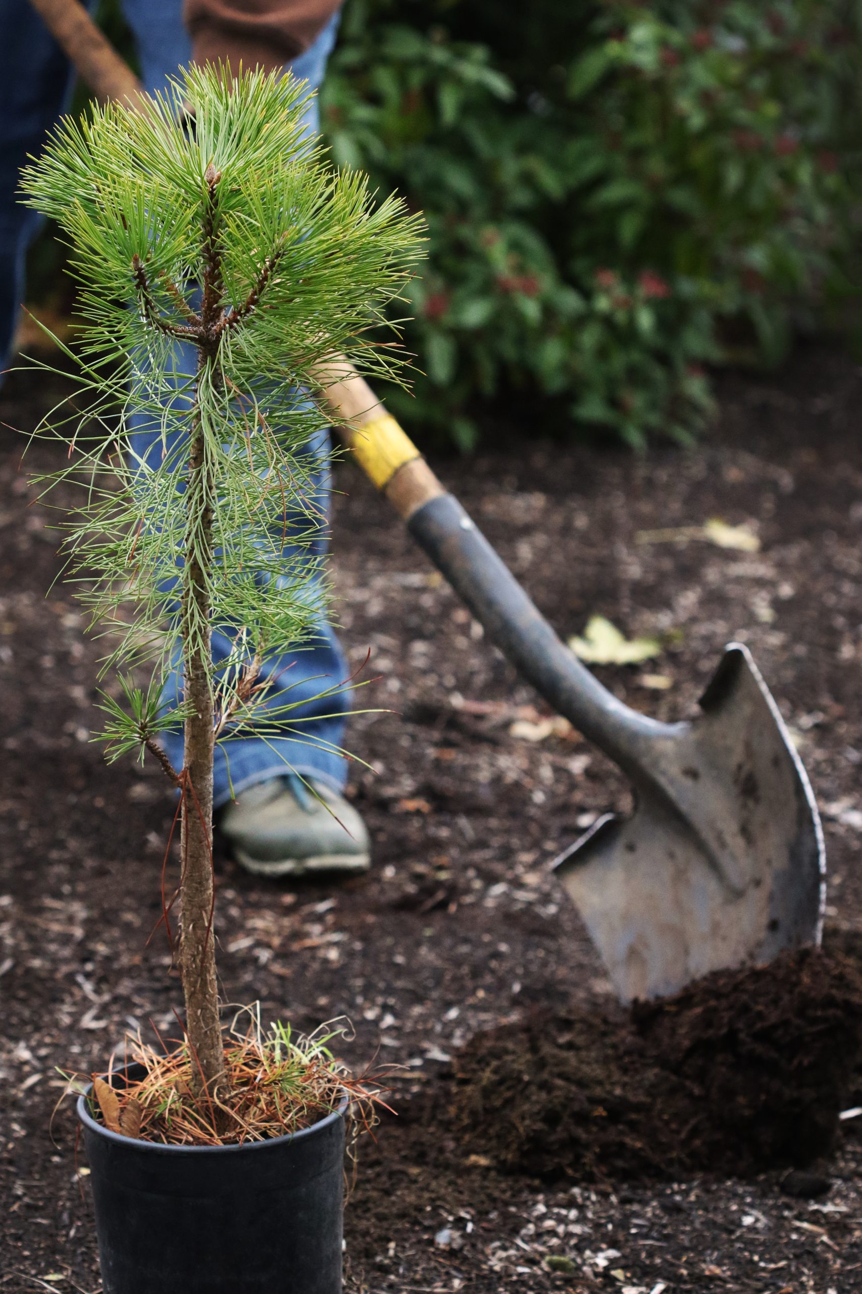 A baby ponderosa awaits it's new home in the ground