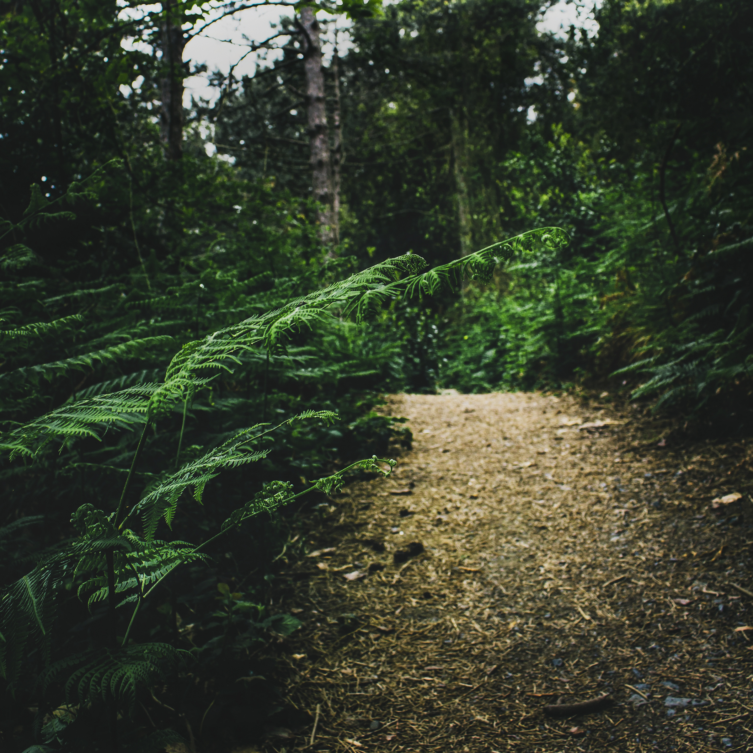 A trail in the forest.