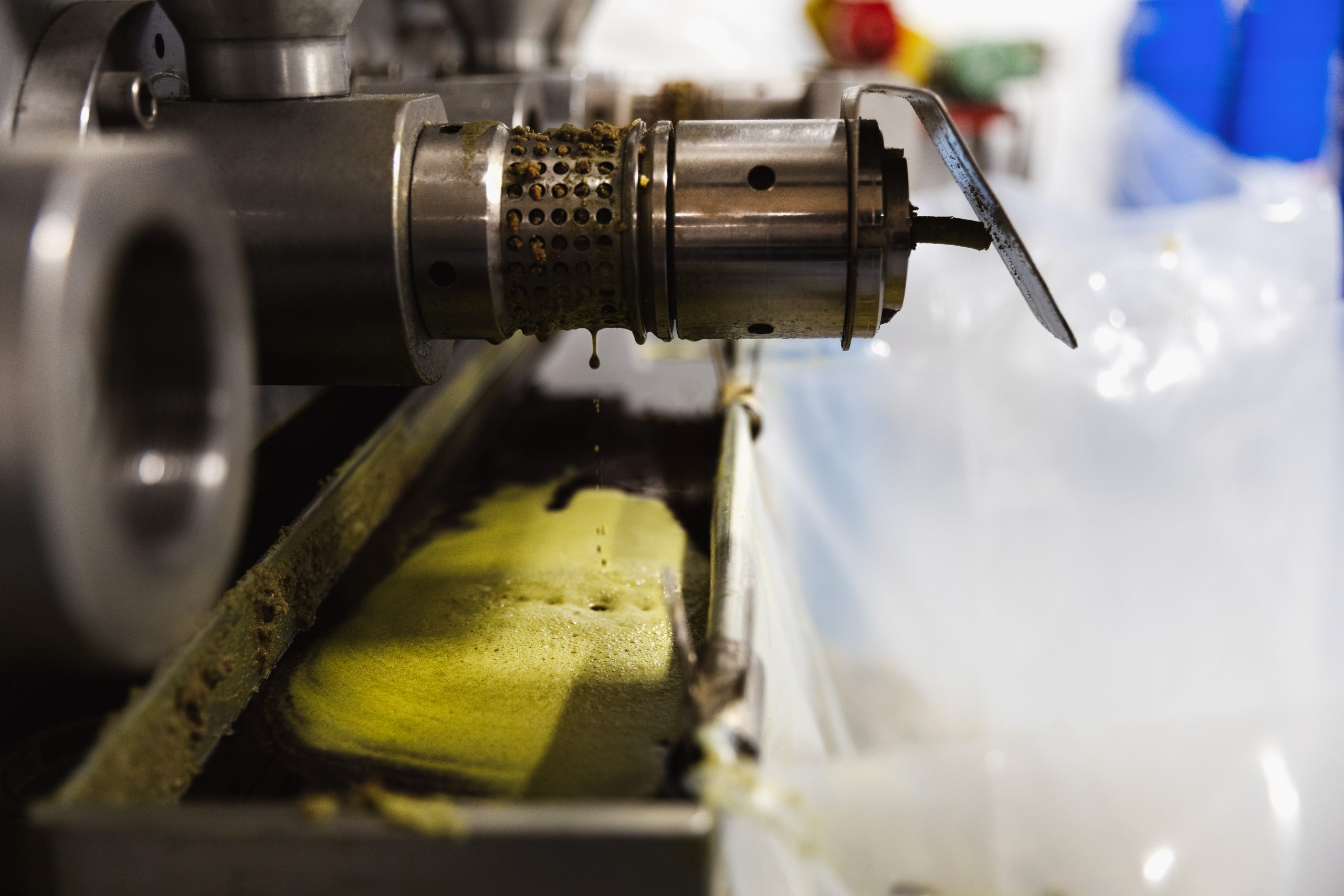 Pumpkin seed oil drips from the oil extruder into a trough of bright green seed oil.