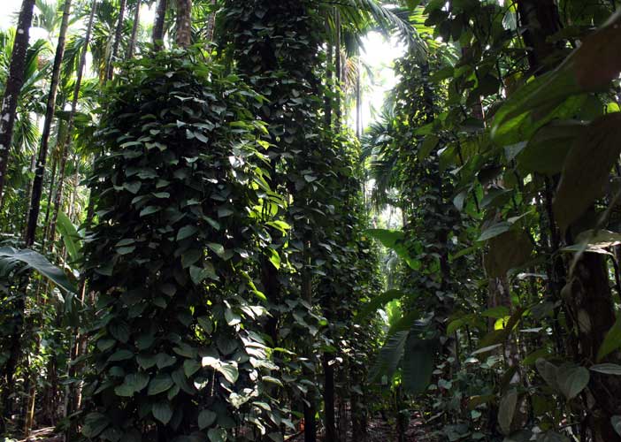 agroforest
