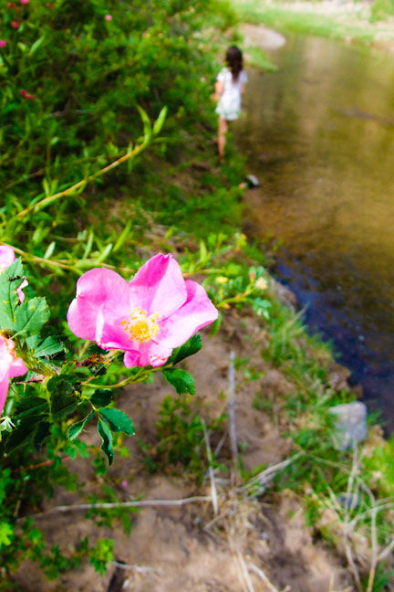 roses2
