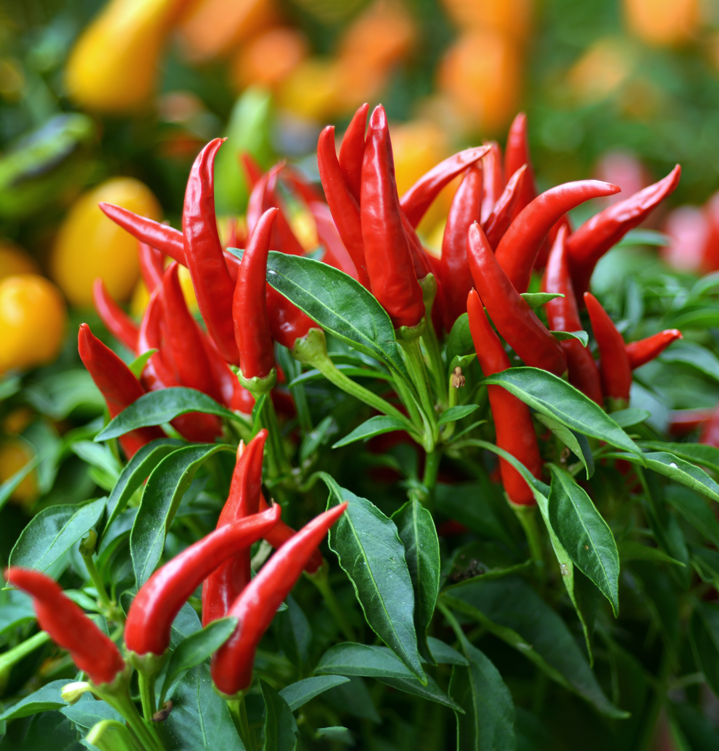 Red cayenne peppers growing on bush