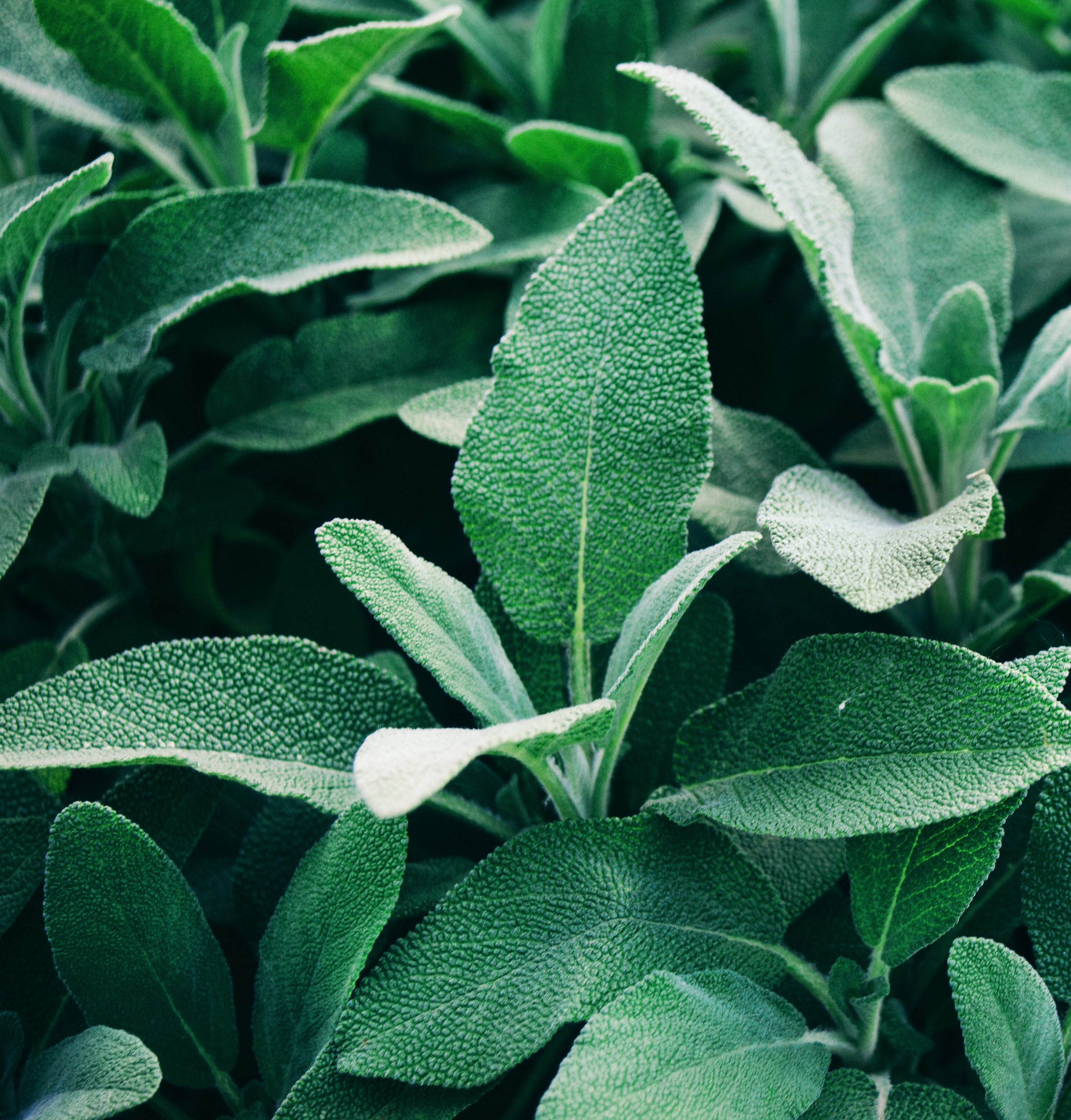 Fresh sage growing