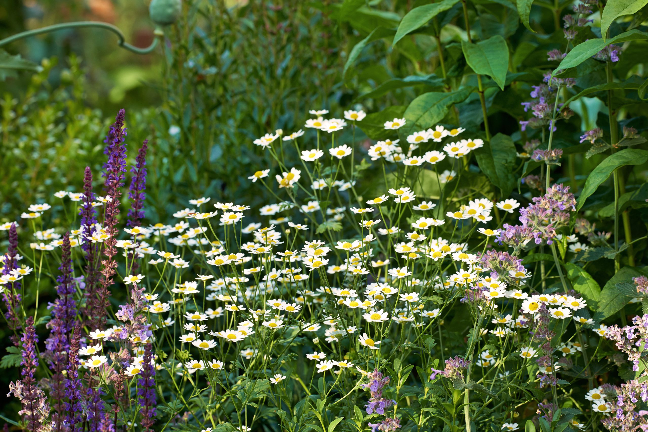 A sunny patch of feverfew and anise hyssop growing in a garden