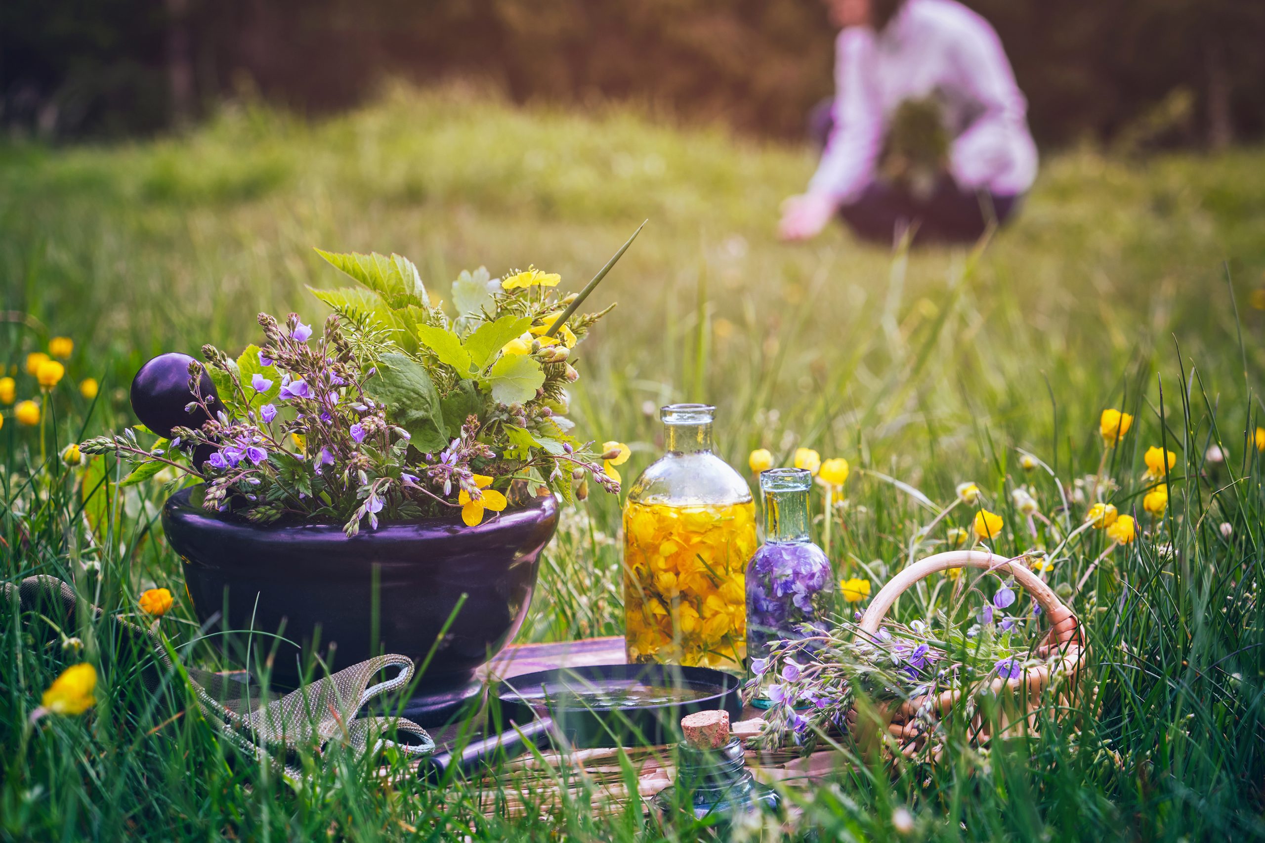 A photo of someone harvesting herbs