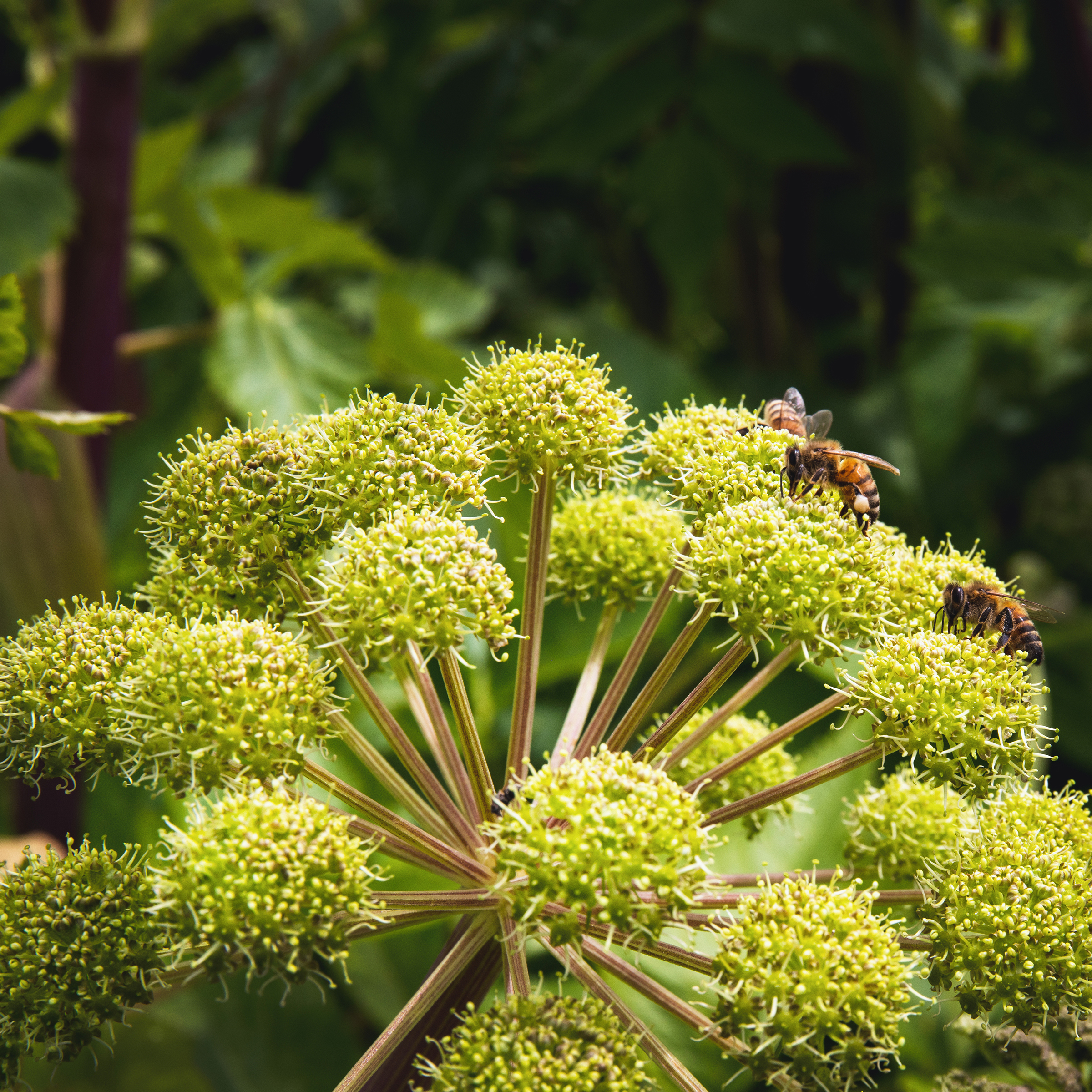 Angelica blossoms with bees on them