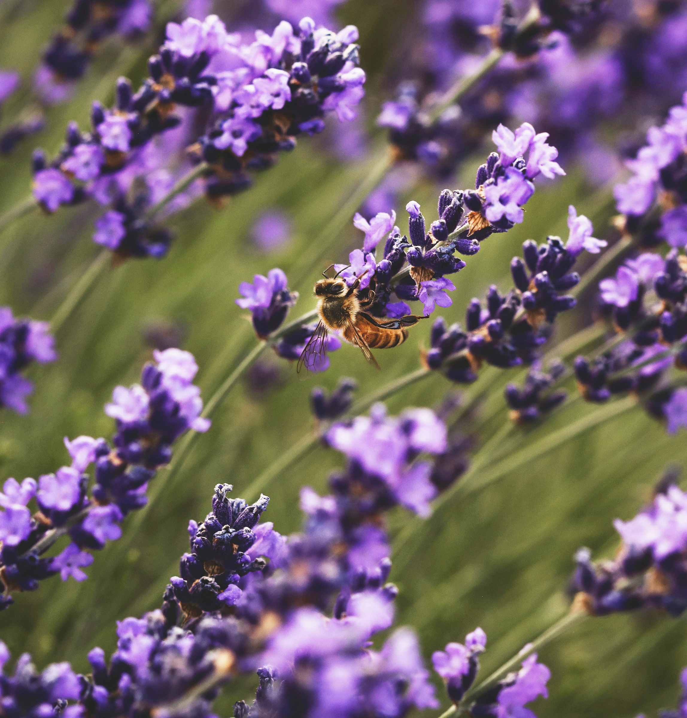 Close up shot of lavender flowers with a bee