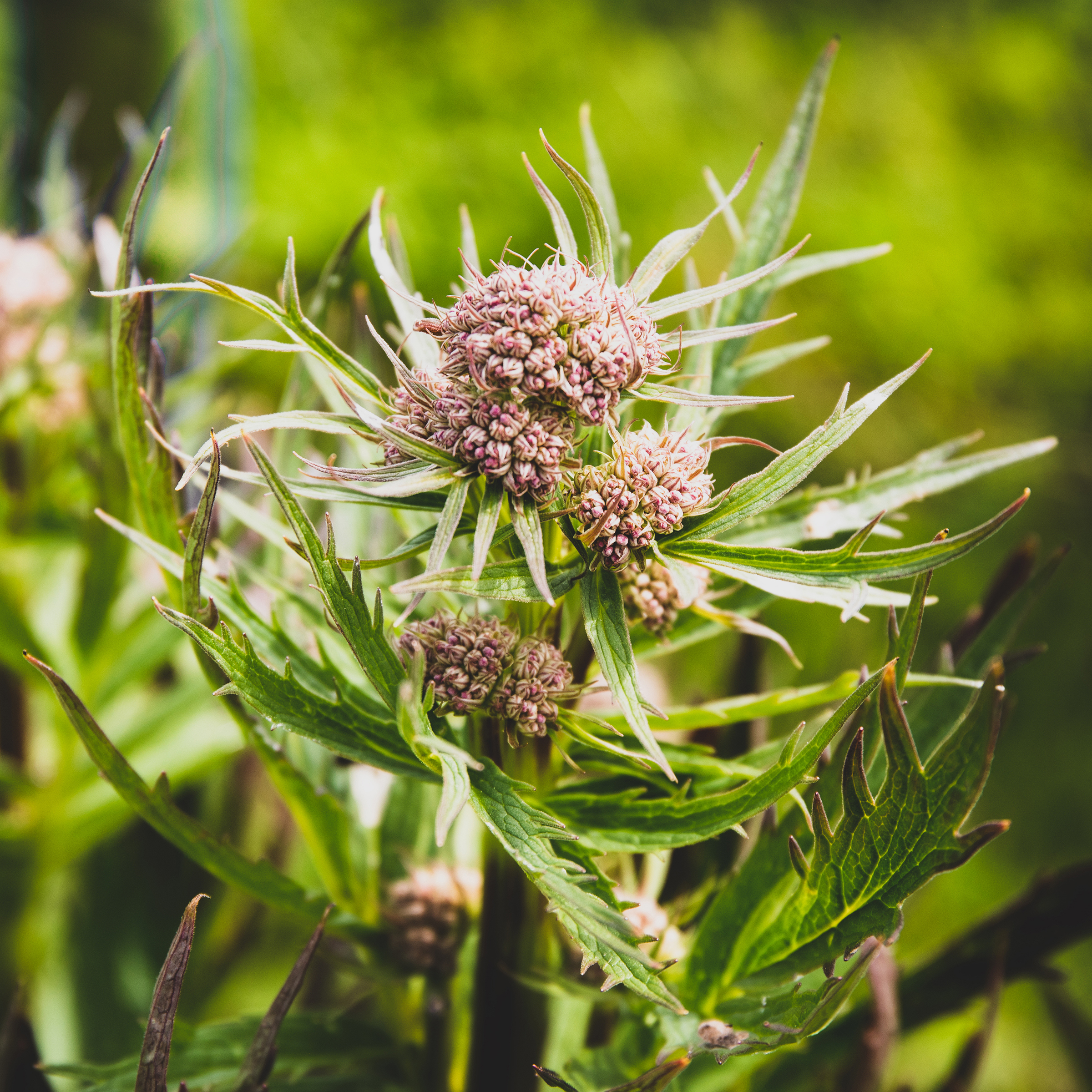 Valerian plant