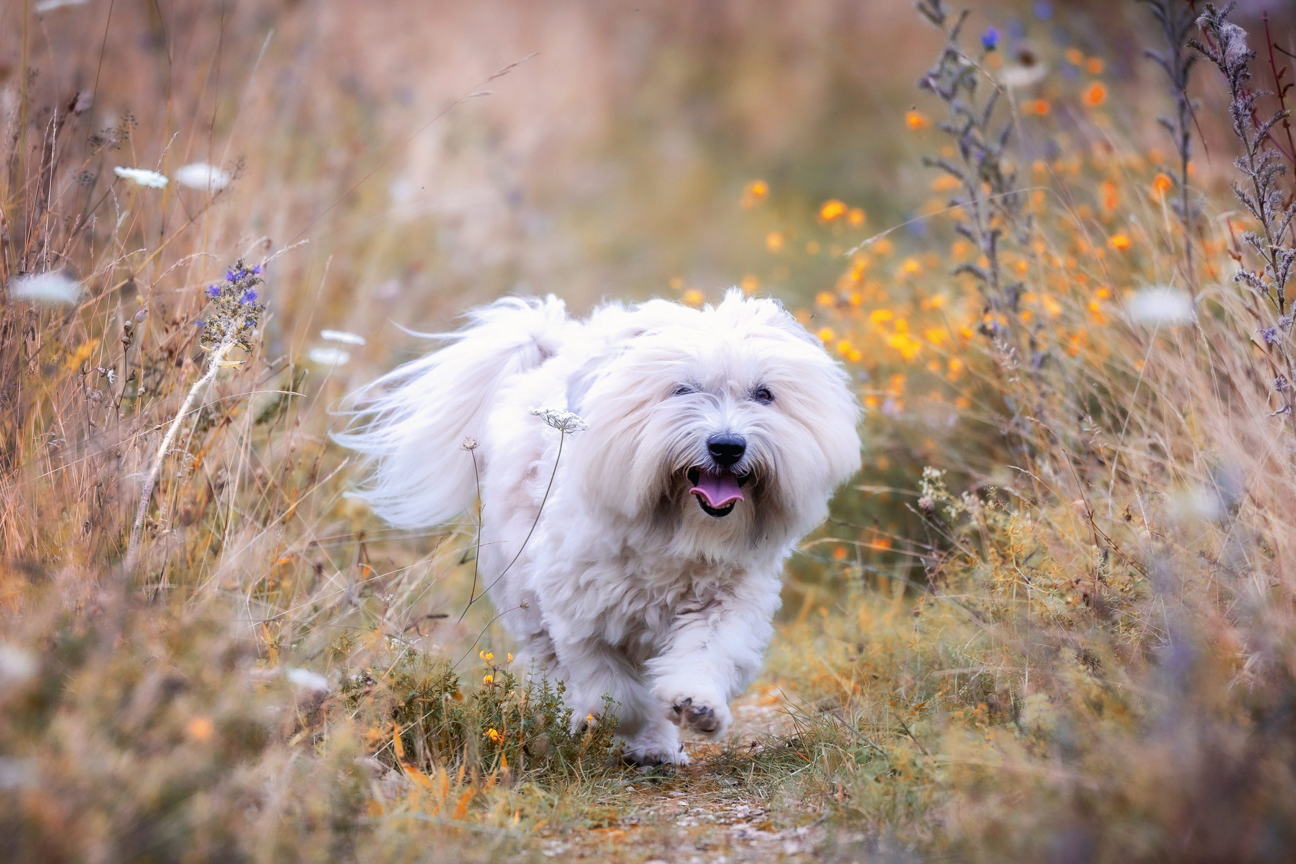 Puppy Paw Salve_AdobeStock_451862886
