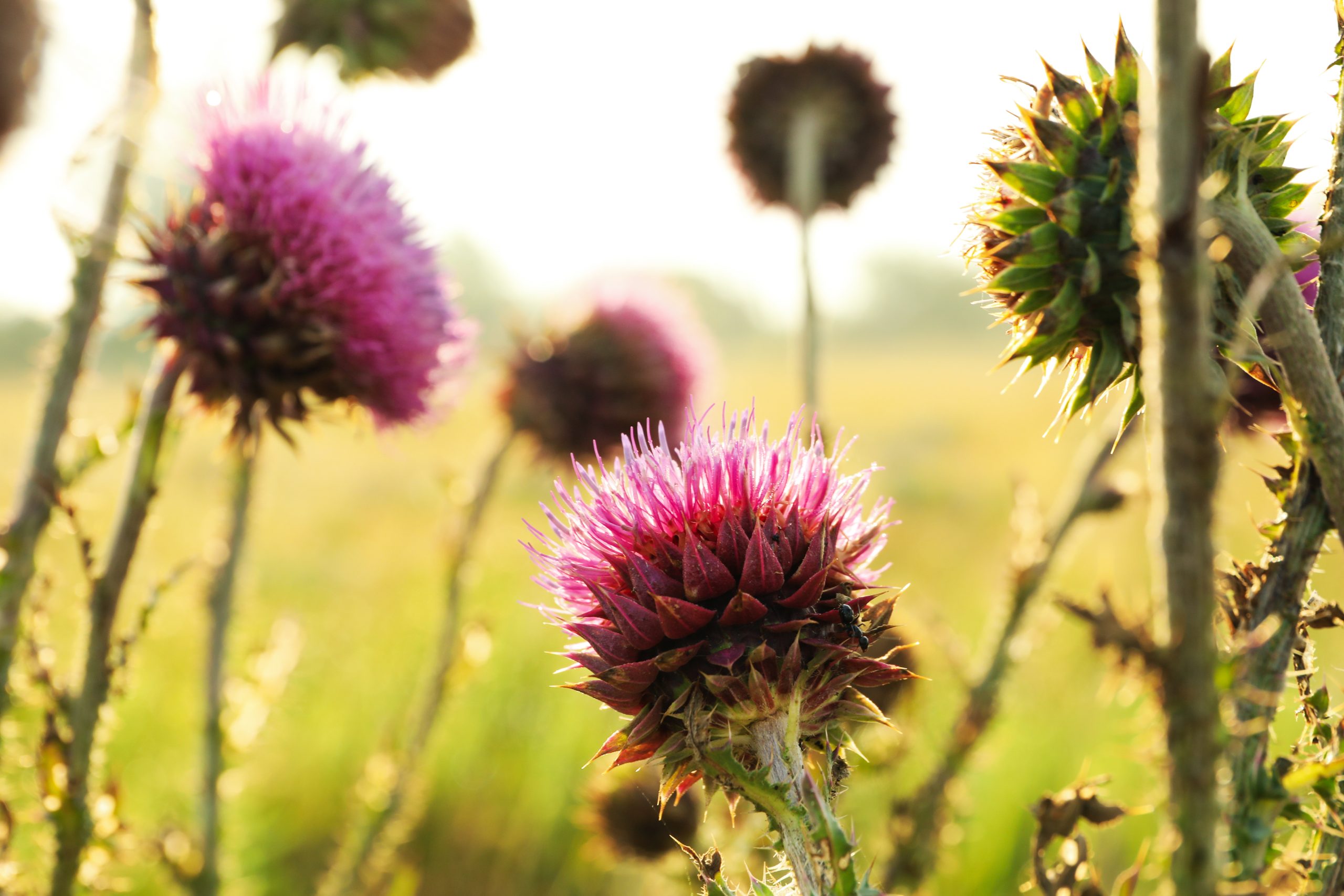 Burdock flowers in sunlight