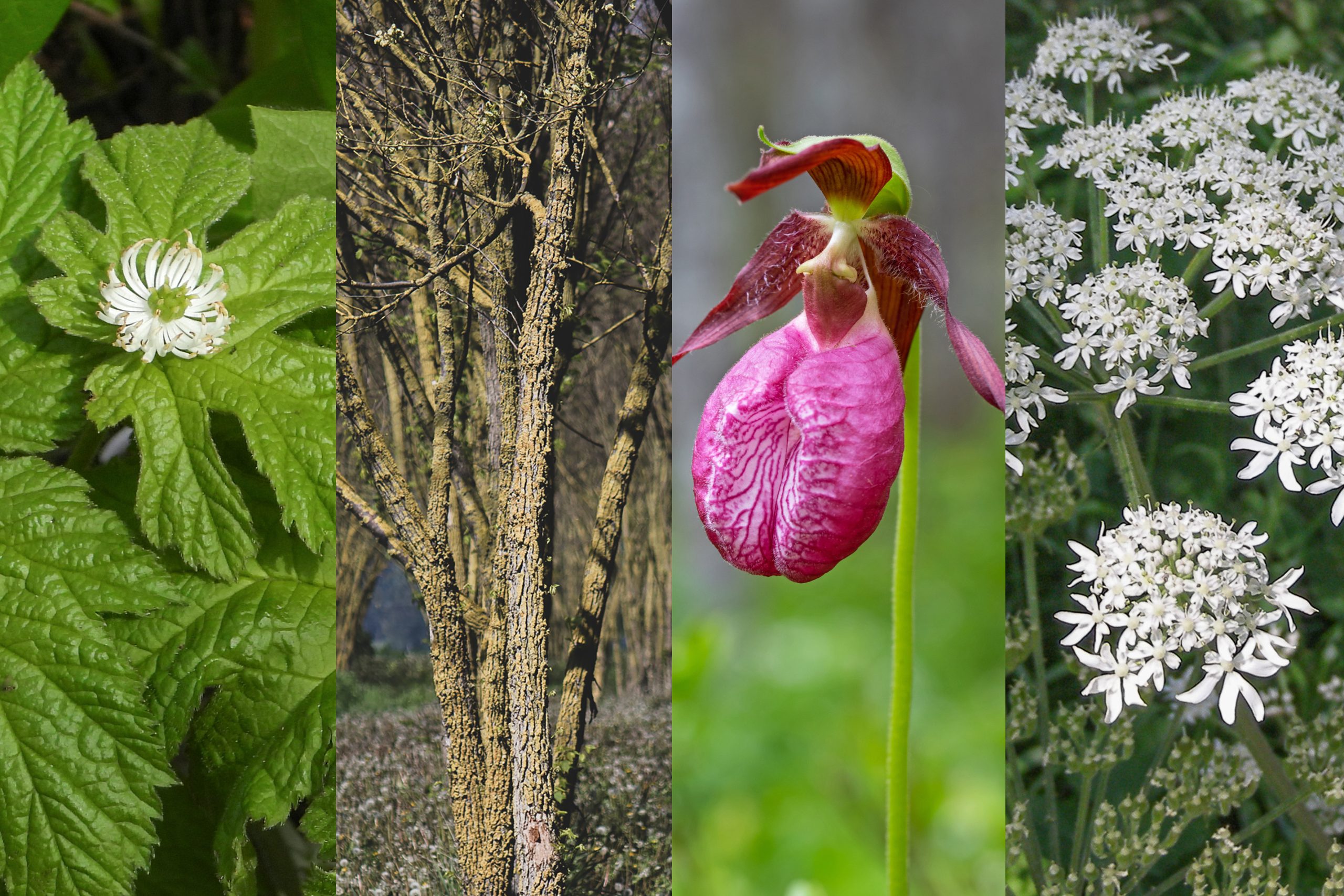 A composite image of the at risk botanicals discussed in this article