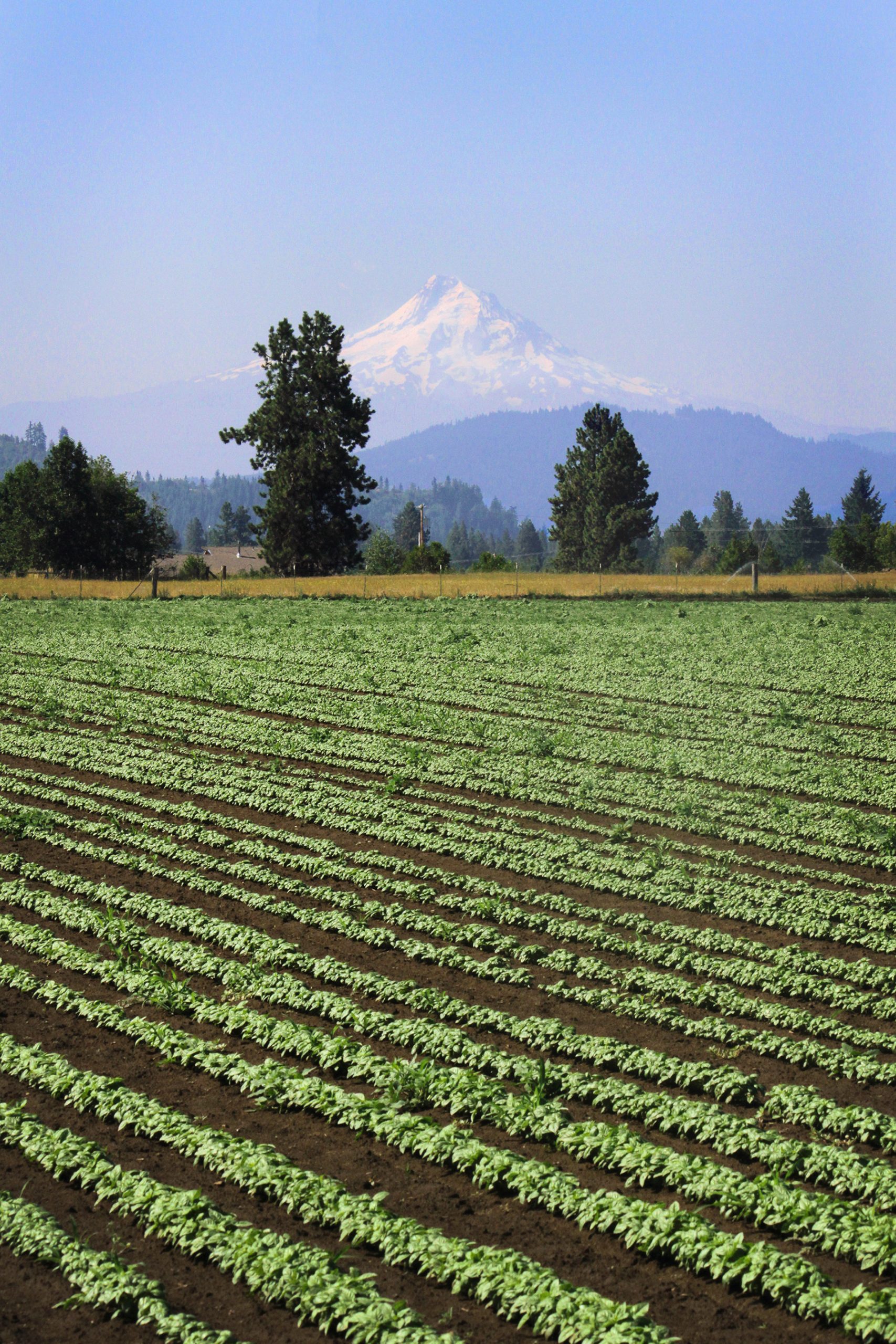Women in Agriculture Farm